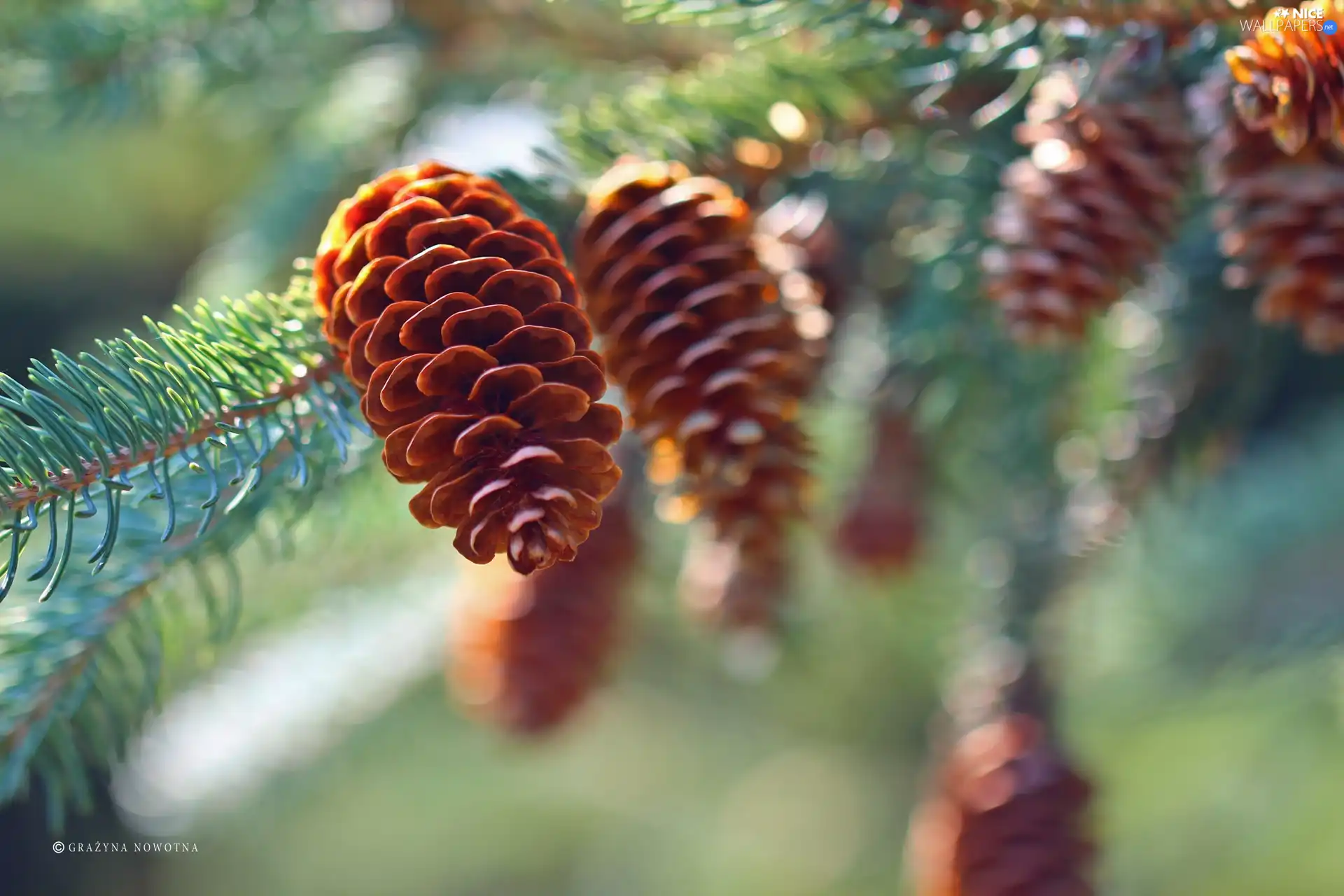 needle, cones, Twigs