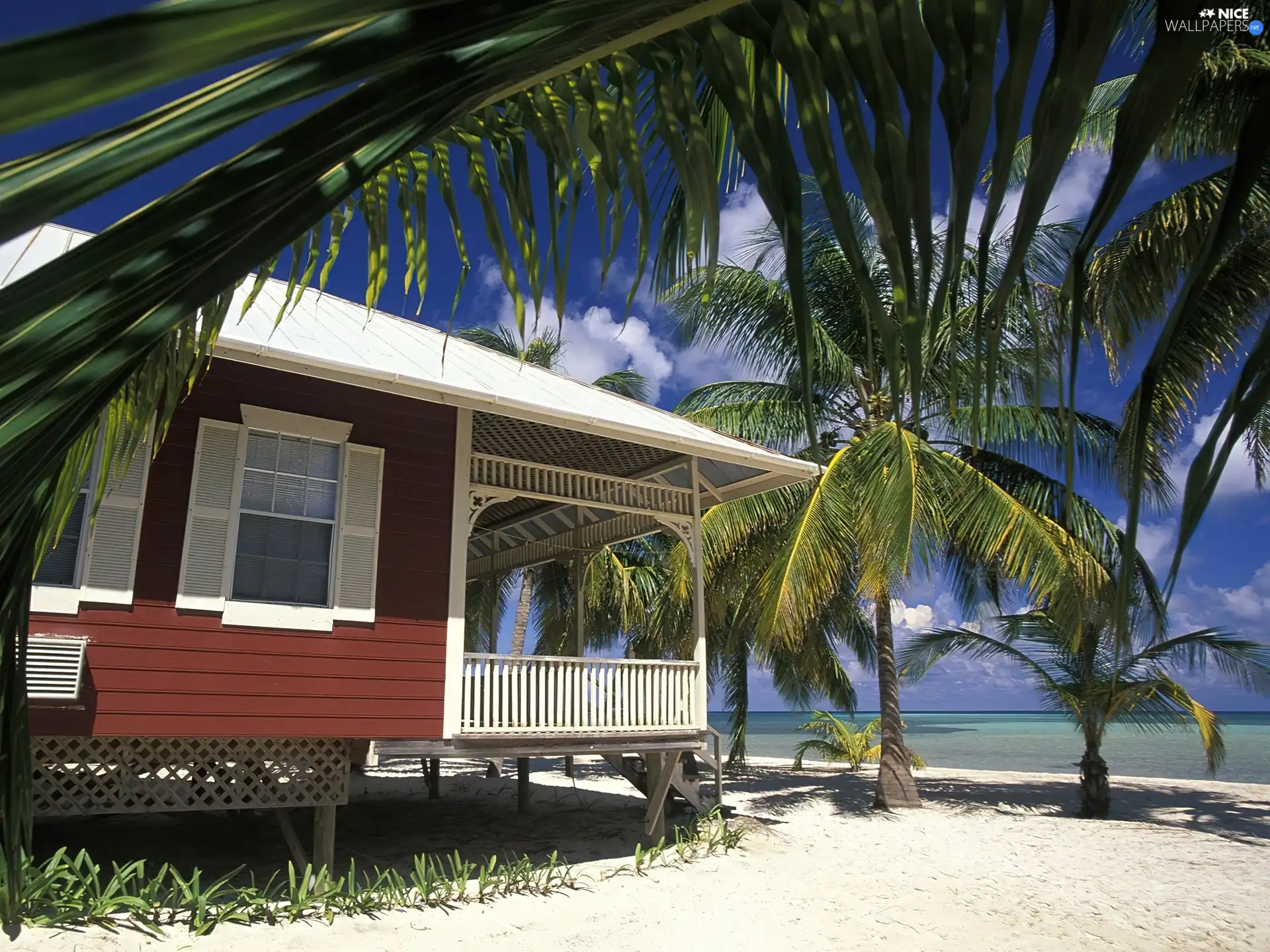 Palms, Holiday, Home