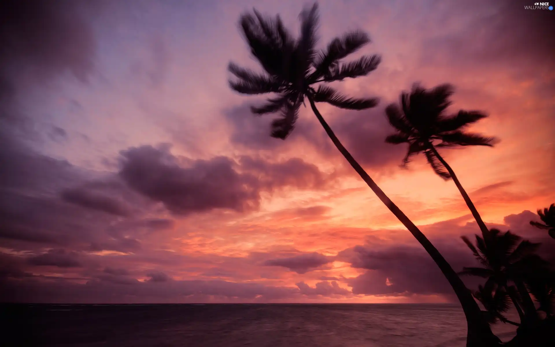 west, Two, Palms, sun