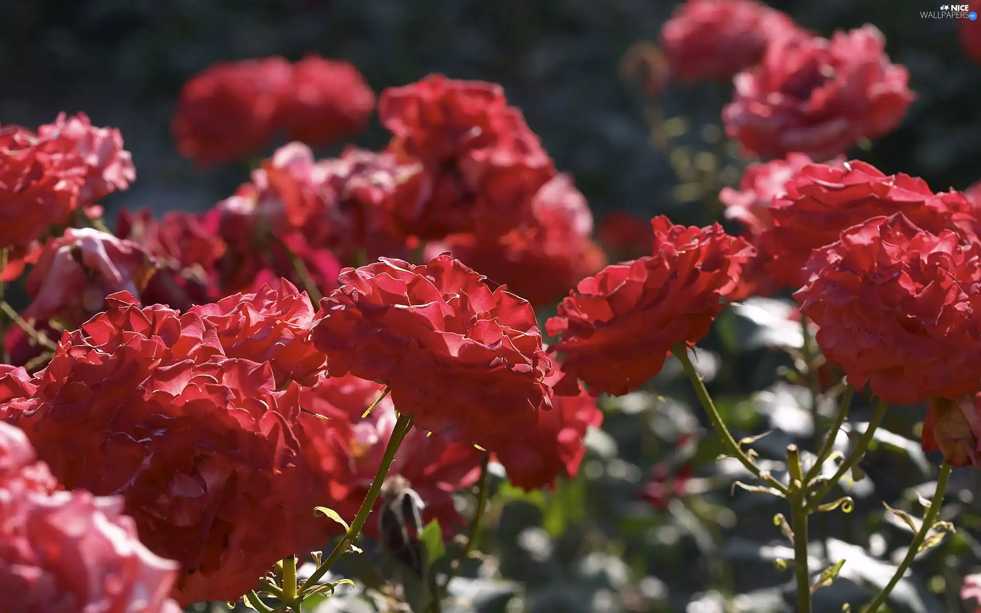 roses, park