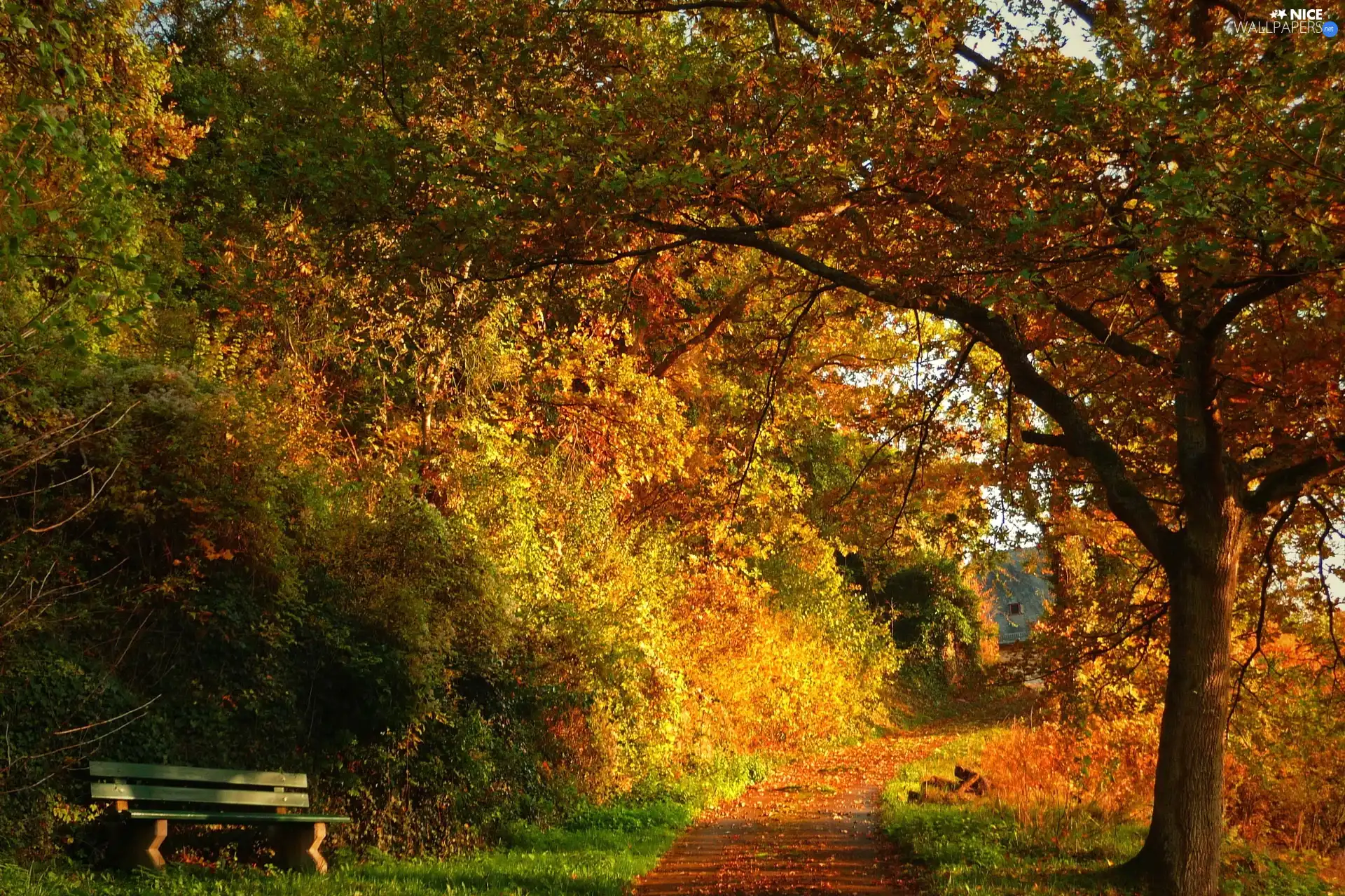 Path, Bench, trees, viewes, Park