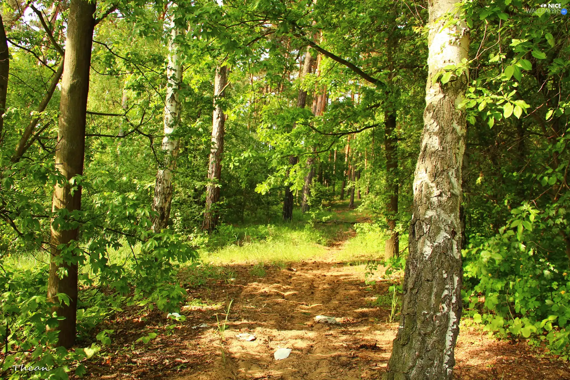 forest, viewes, Path, trees