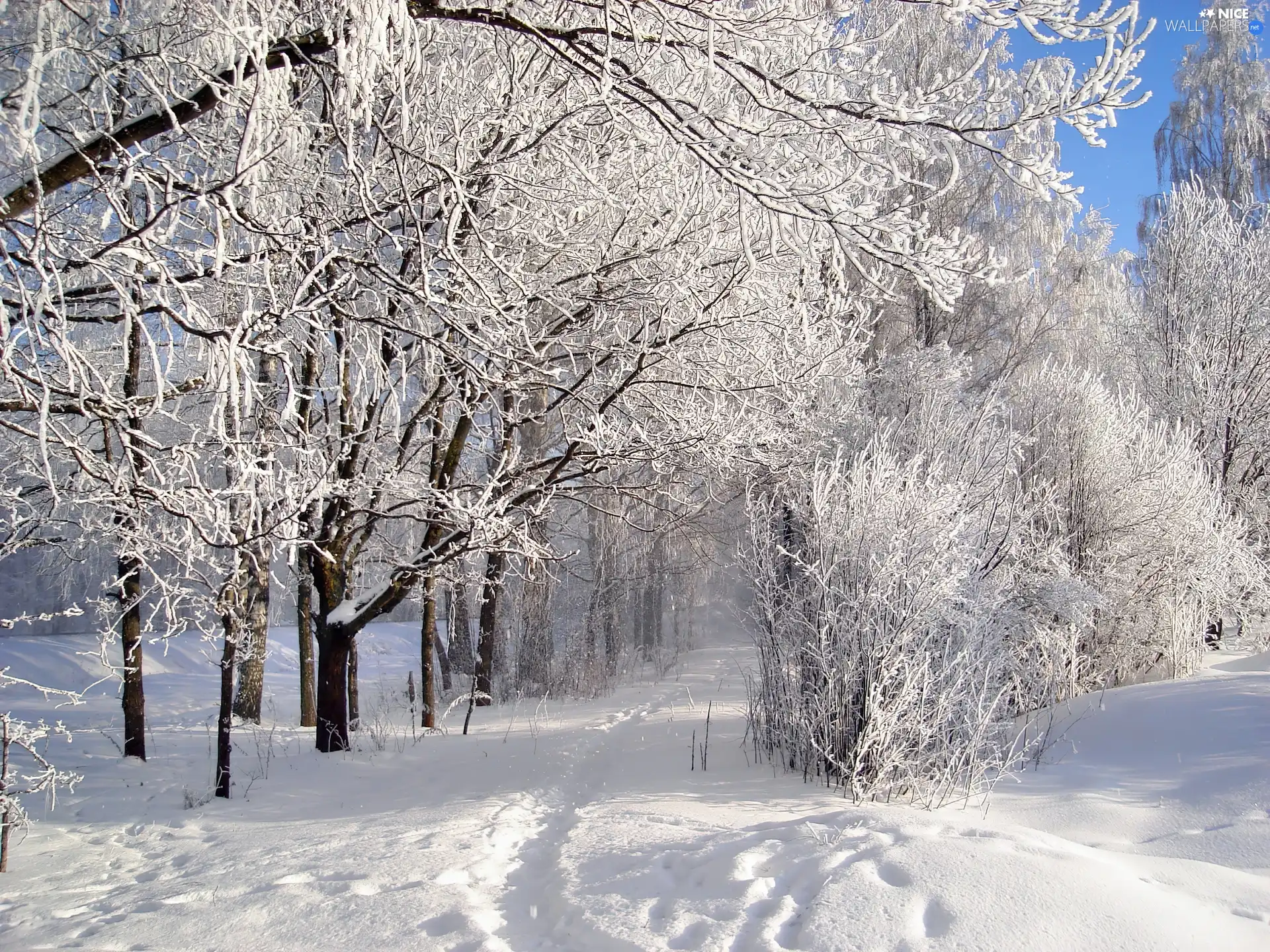 viewes, frosty, Path, morning, Bush, trees