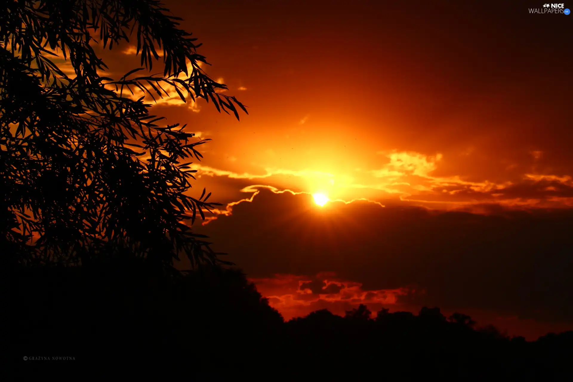 Great Sunsets, clouds, Plants, Sky