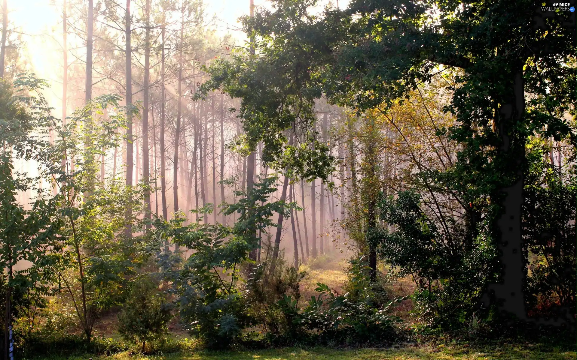 Bush, trees, sun, viewes, forest, rays, autumn