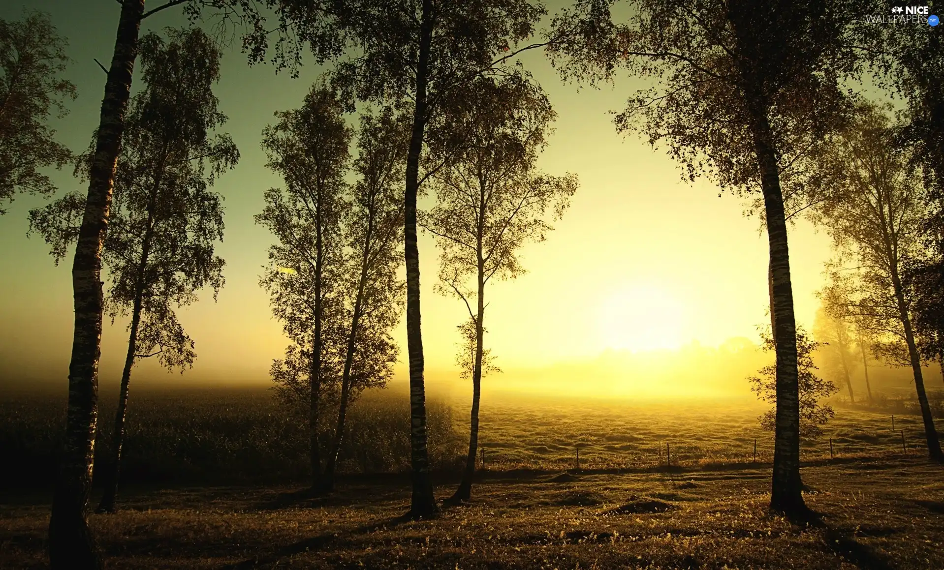 rays, forest, morning