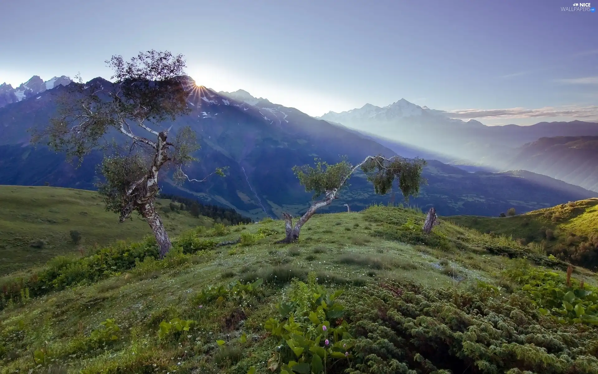 rays, sun, trees, viewes, Mountains