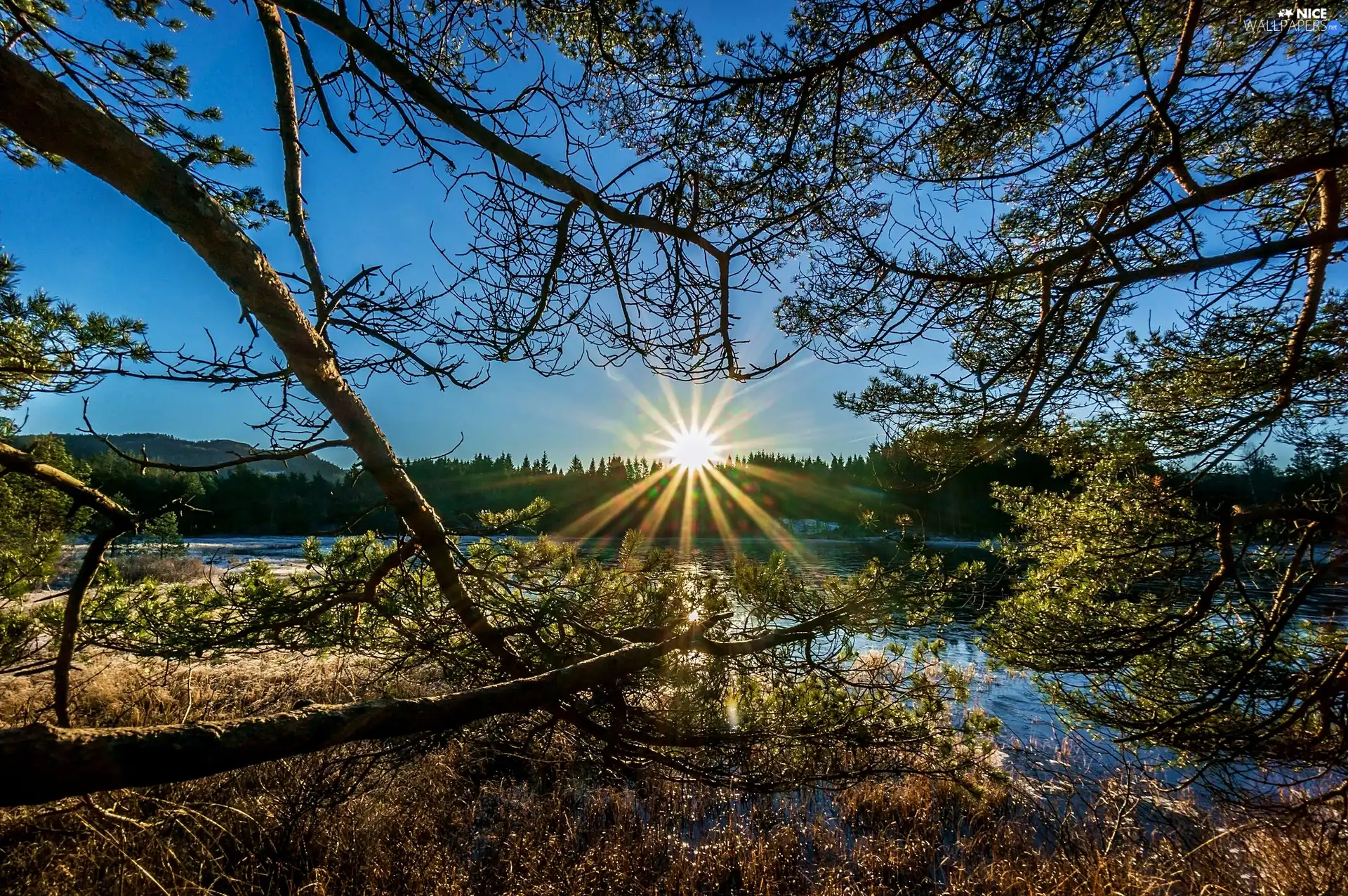 rays, sun, trees, viewes, River