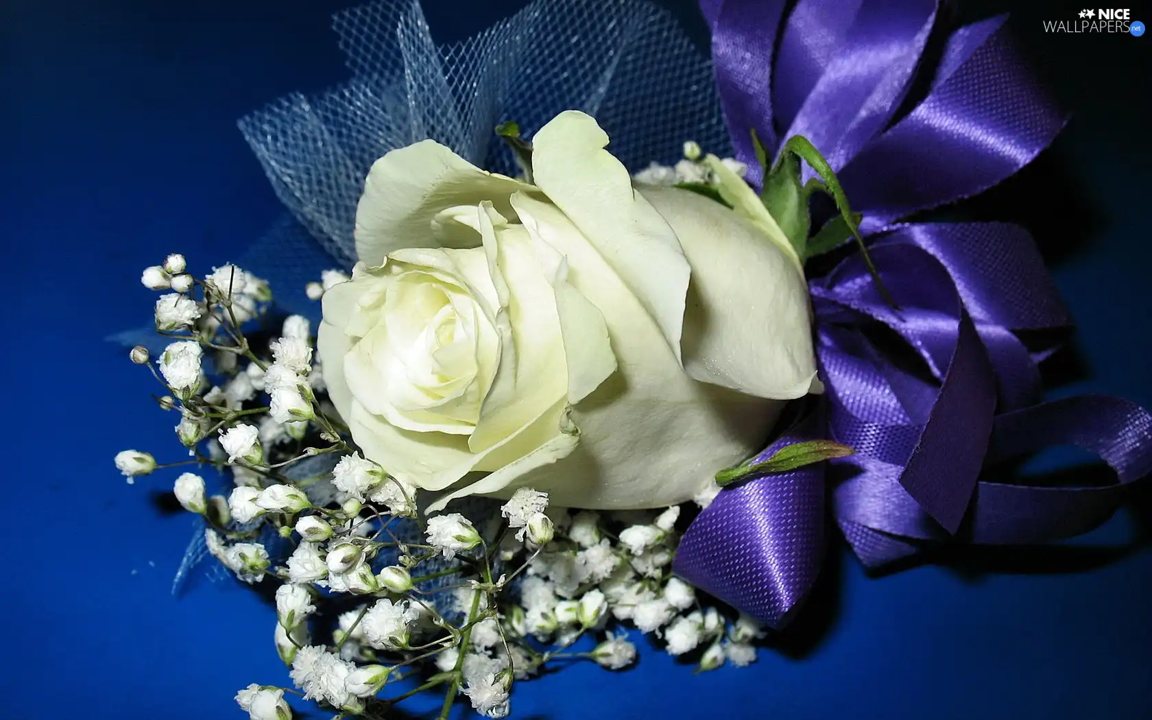 White, Blue, ribbon, rose