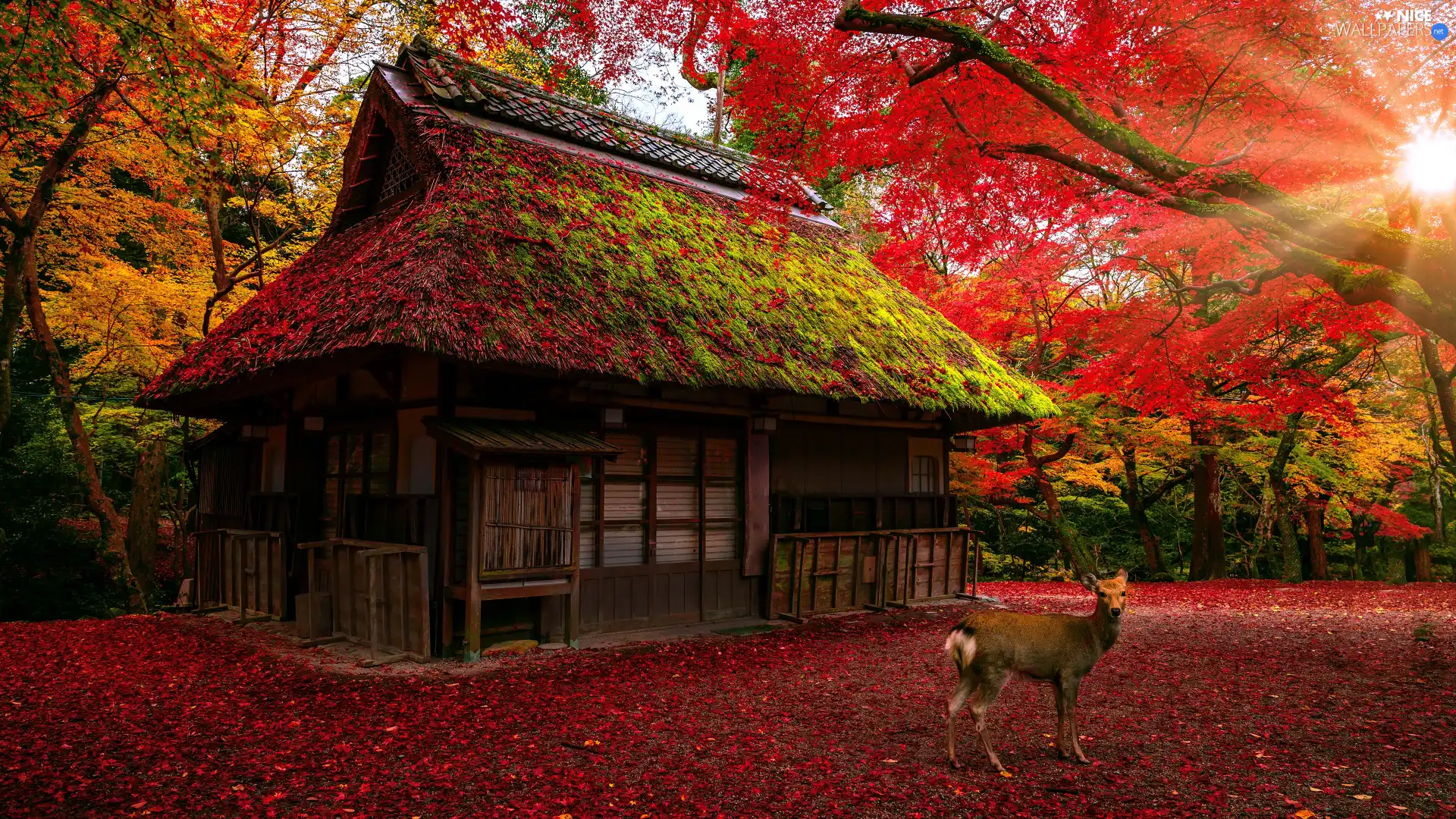 trees, house, sun, roe, viewes, autumn