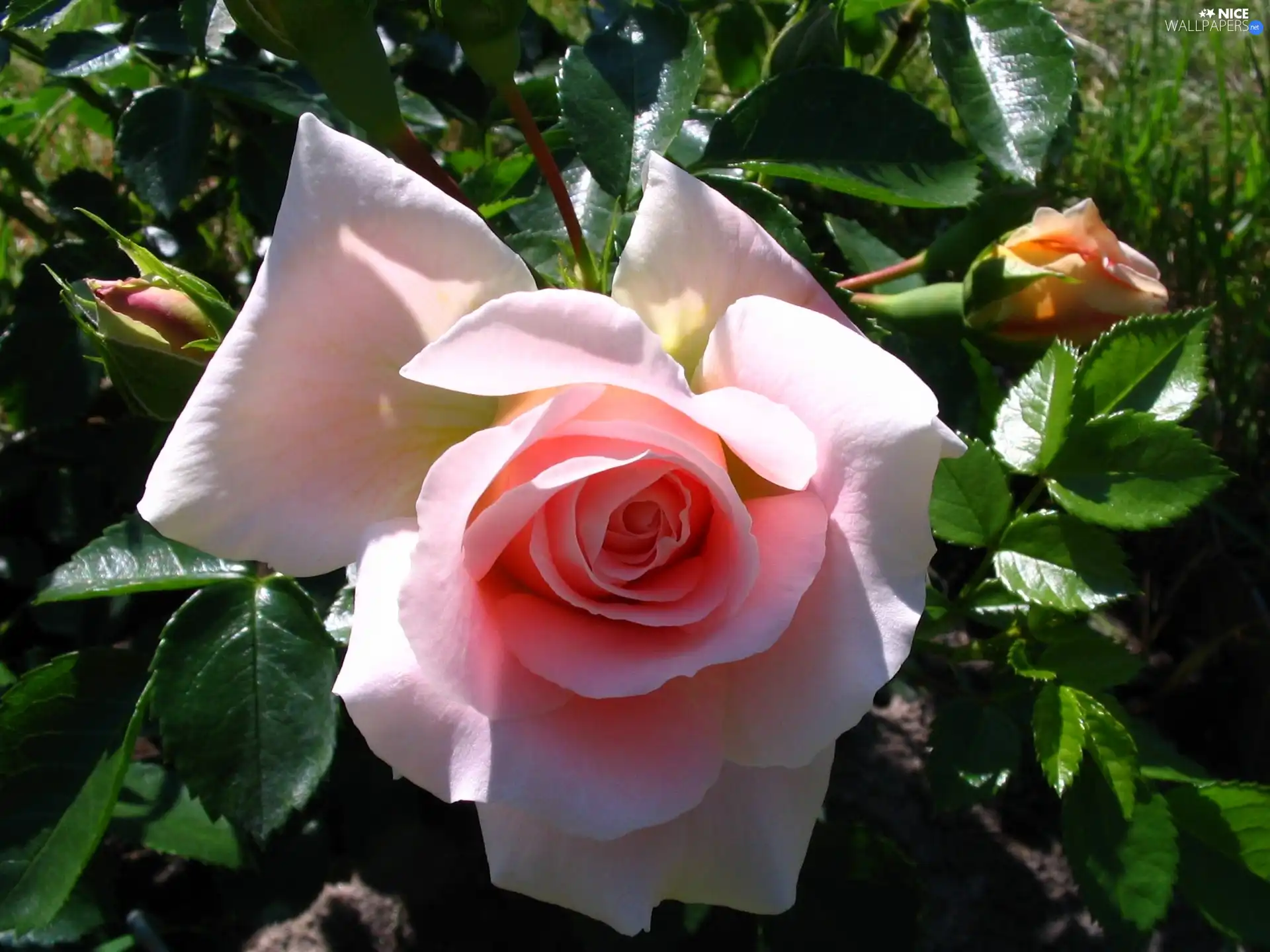 Pink, Colourfull Flowers, rose