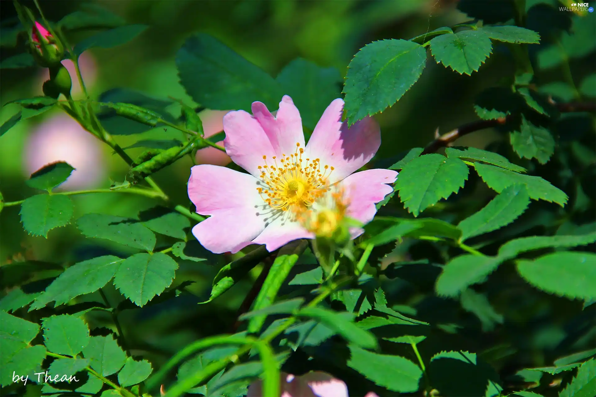 Colourfull Flowers, Wild, rose