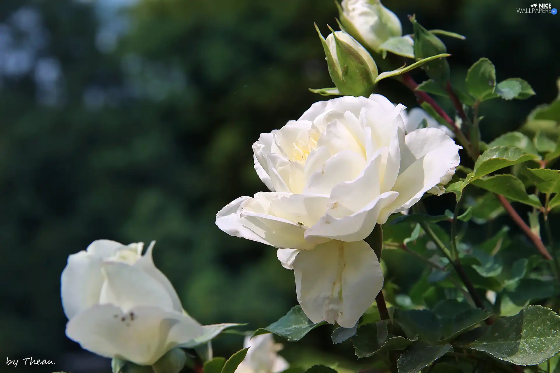 White, rose