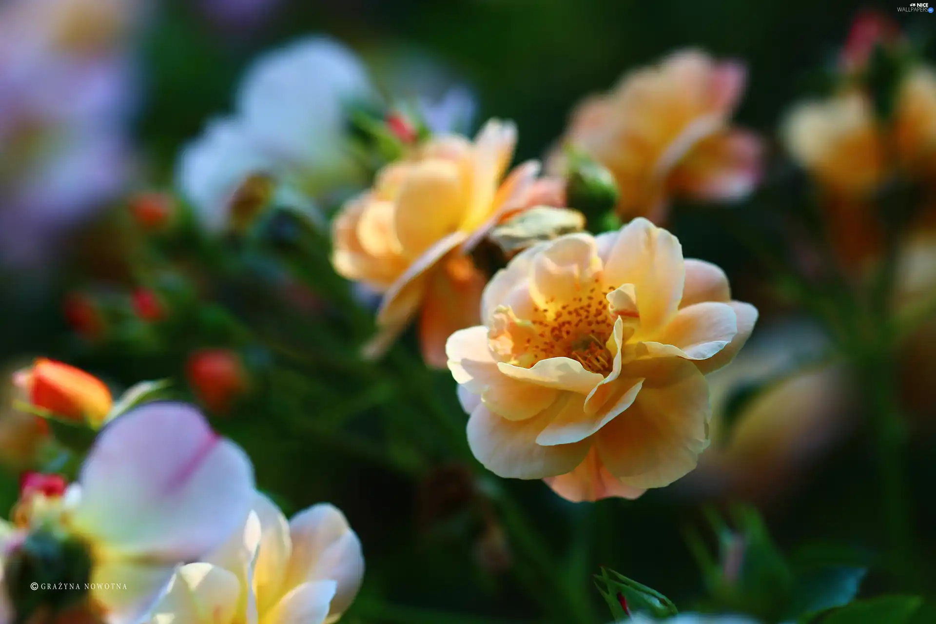 Colourfull Flowers, Yellow Honda, rose