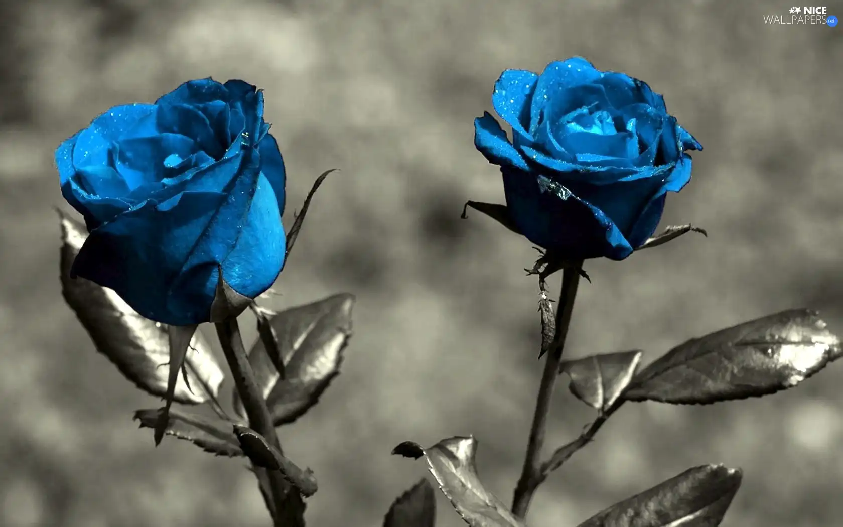 blue, roses