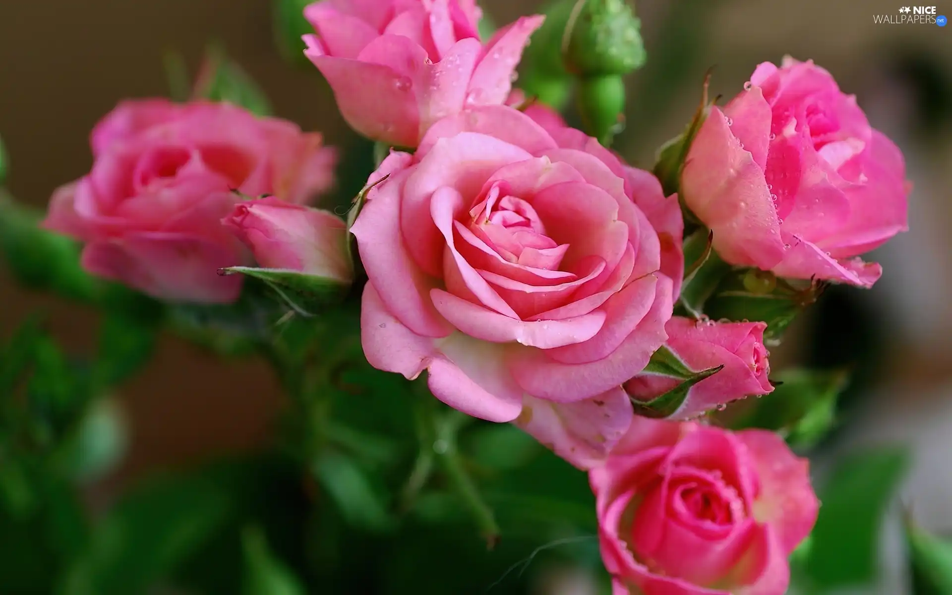 Pink, roses