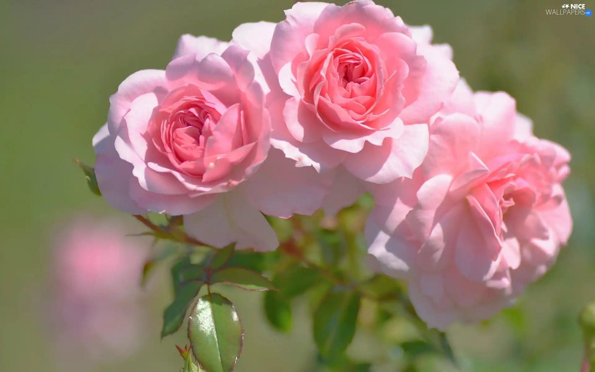 Pink, roses