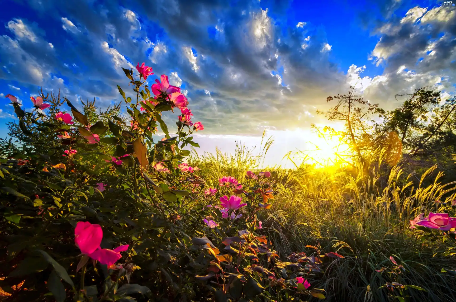 Sky, Sunrise, roses, clouds