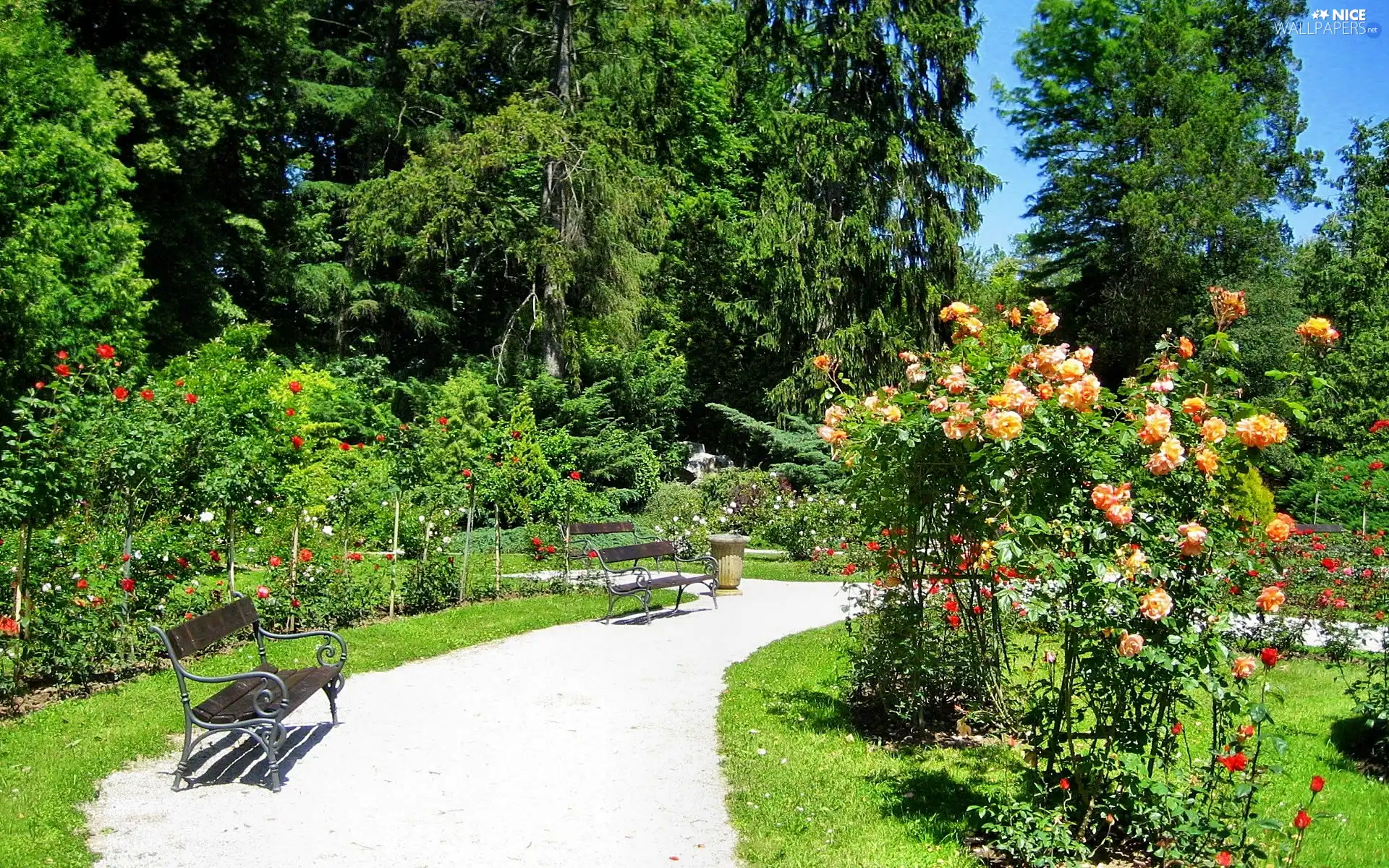 roses, summer, bench, flourishing, Park