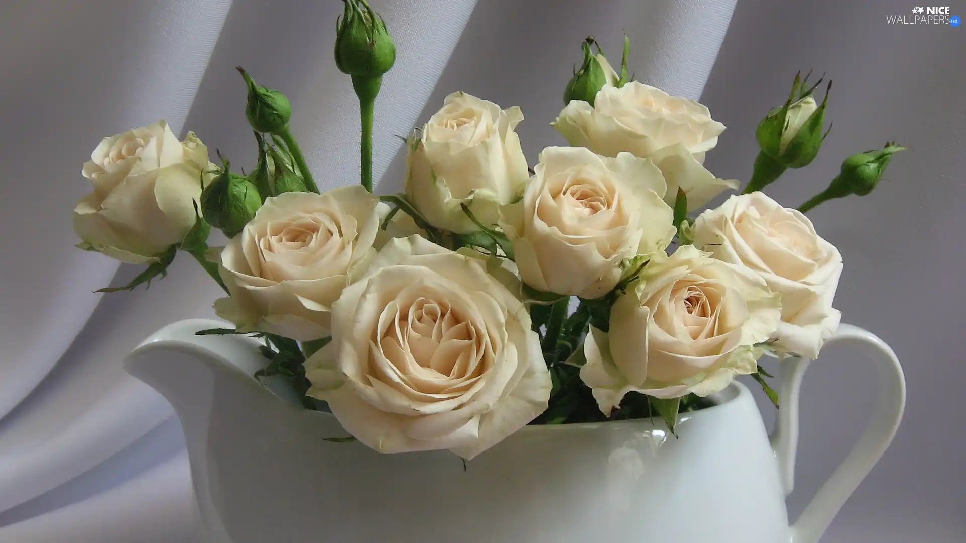 White, White, roses, jug