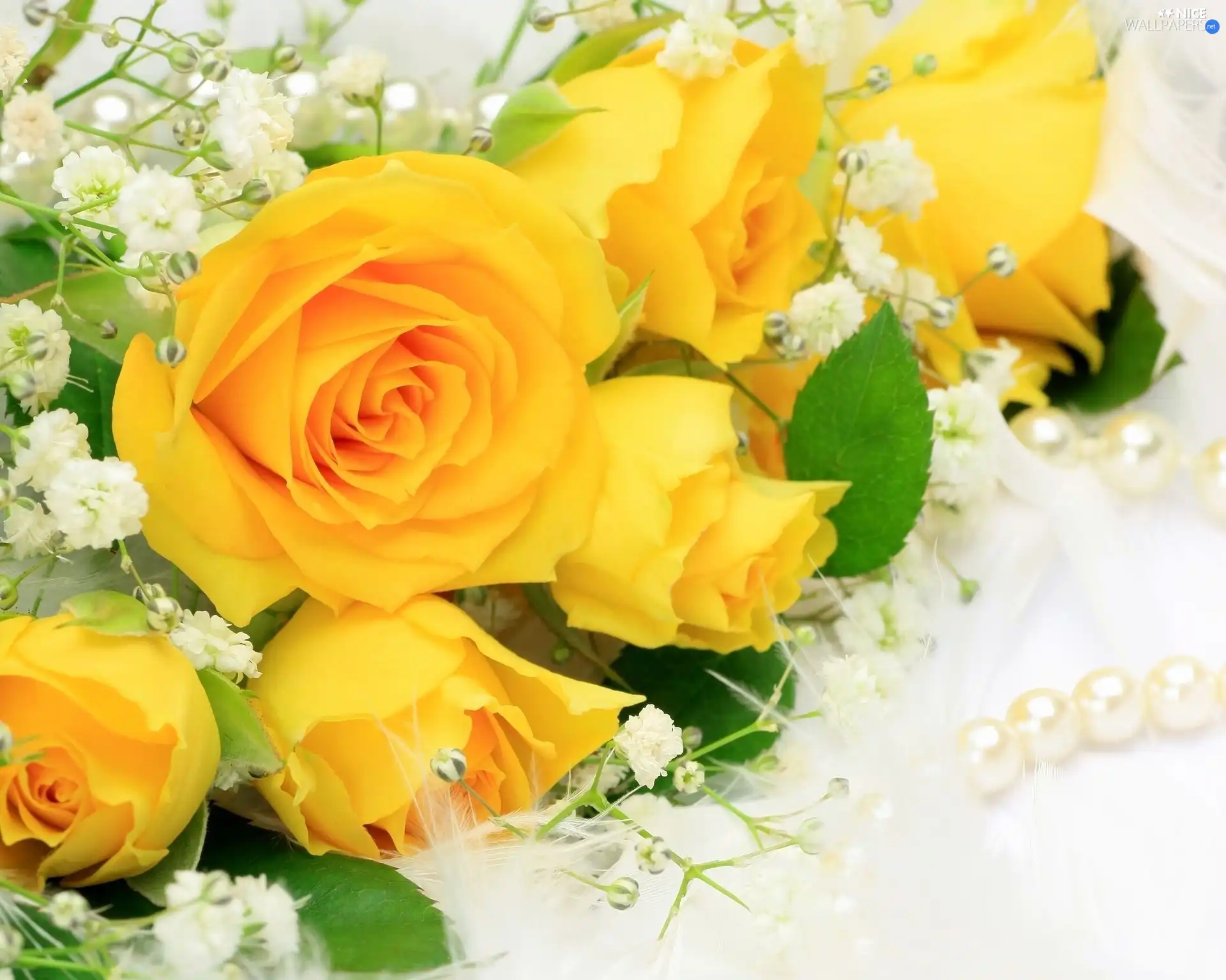 Yellow, roses