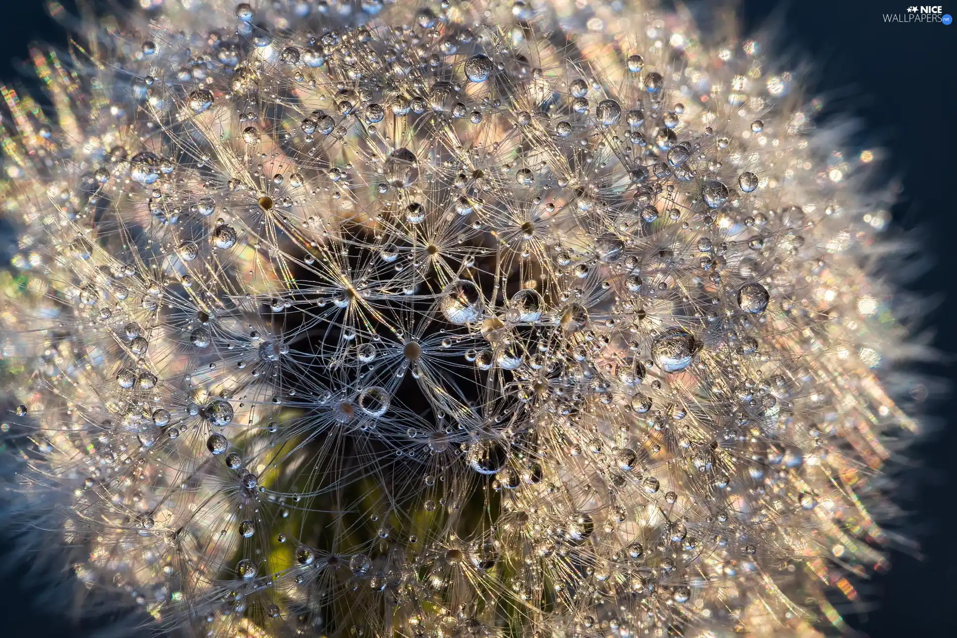 Rosy, dandelion, drops