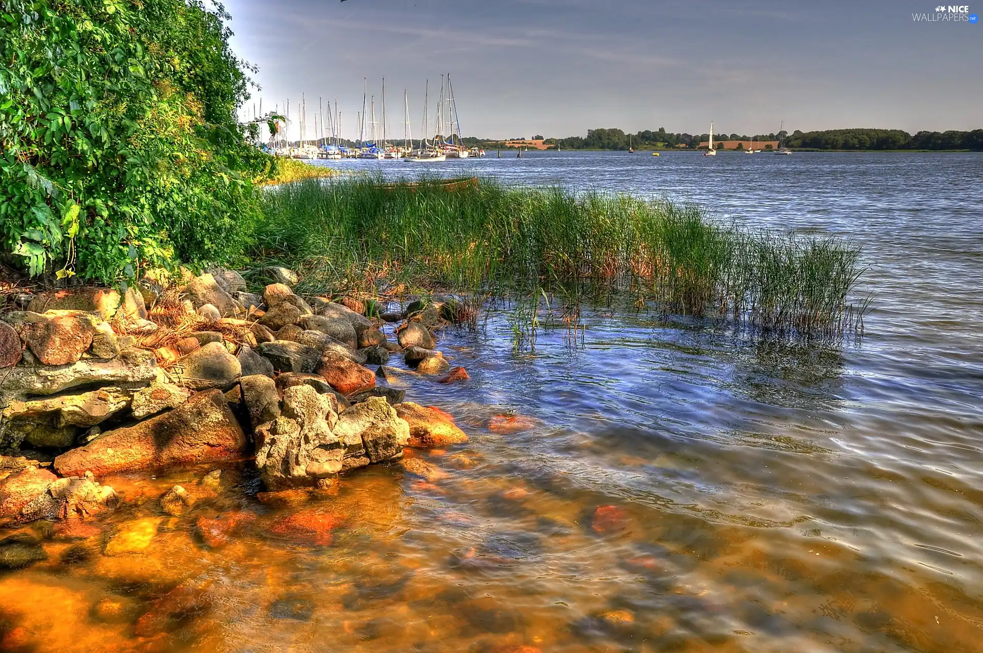 lake, Stones, rushes, coast