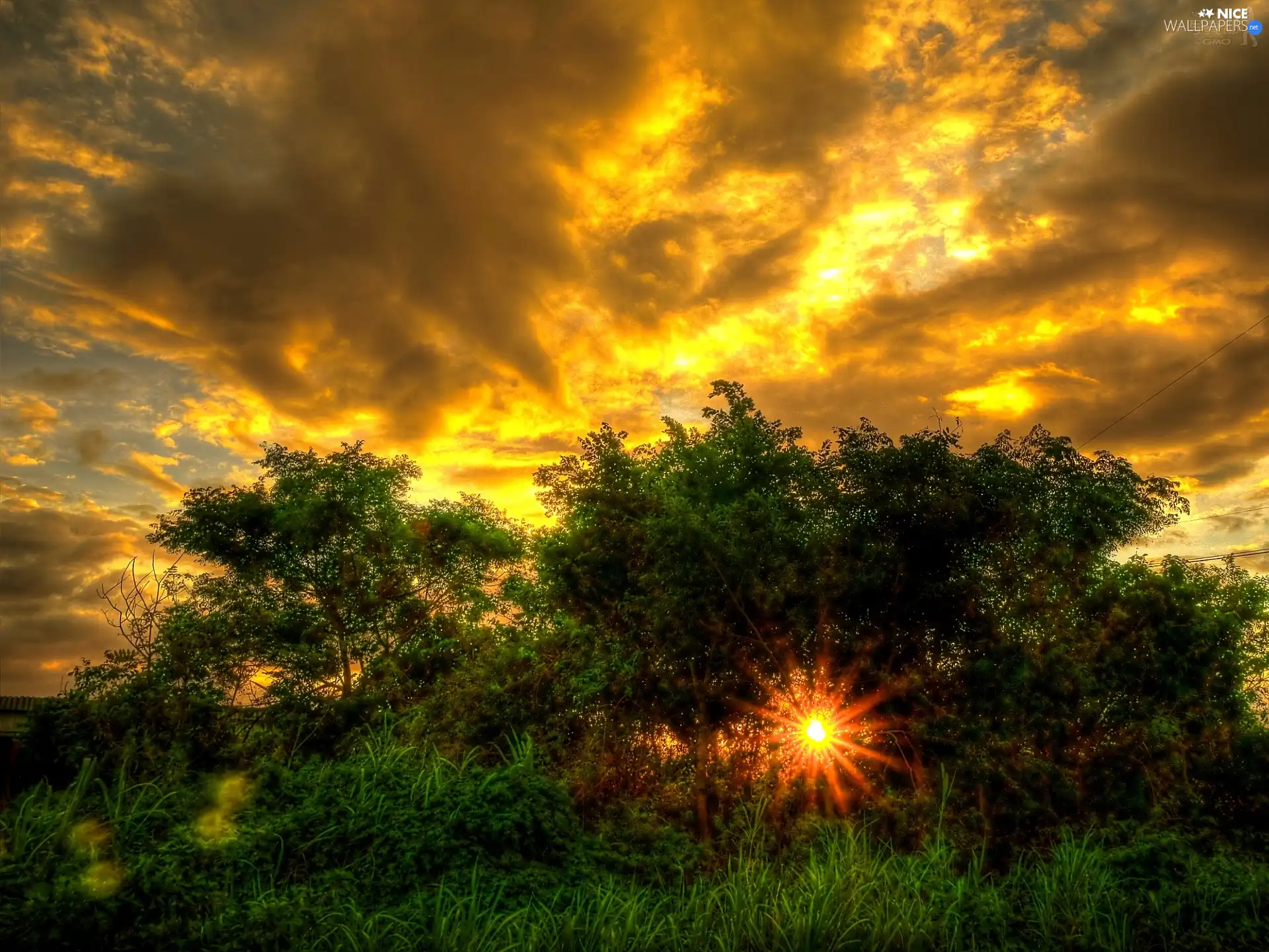 west, rays, Sapling, sun