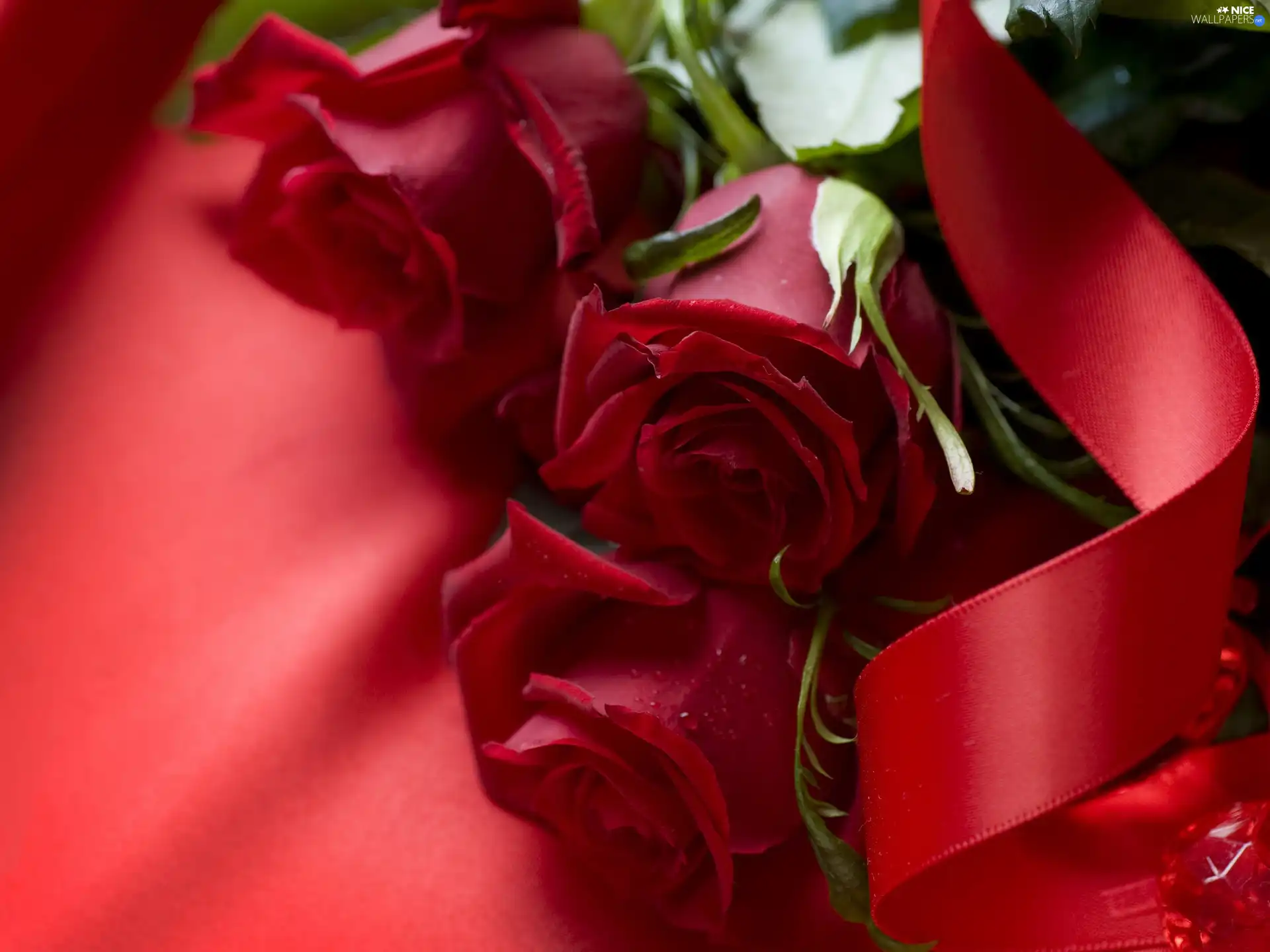 bouquet, roses, sash, Red