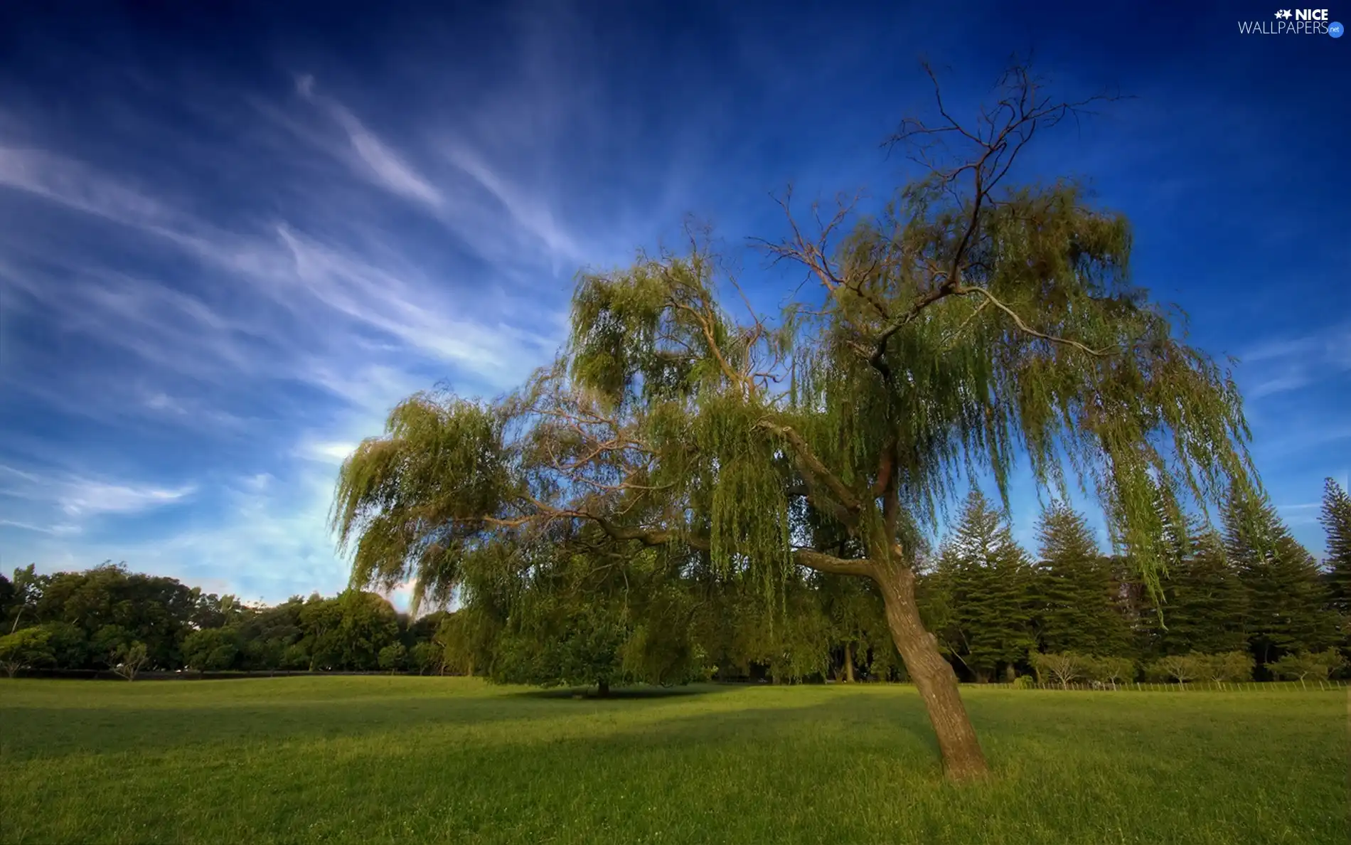 Sky, clouds, viewes, green, trees