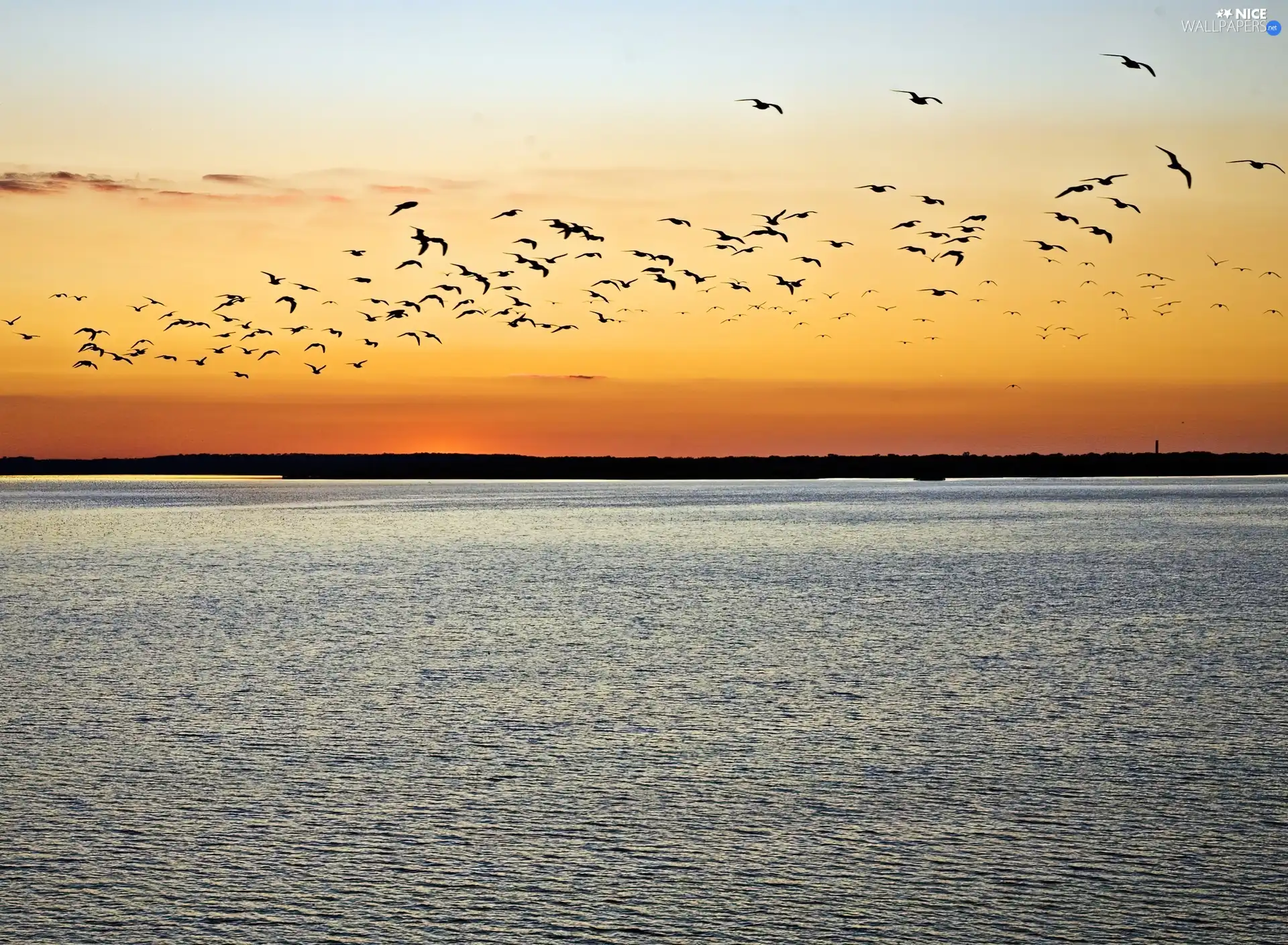 lake, Great Sunsets, Sky, birds