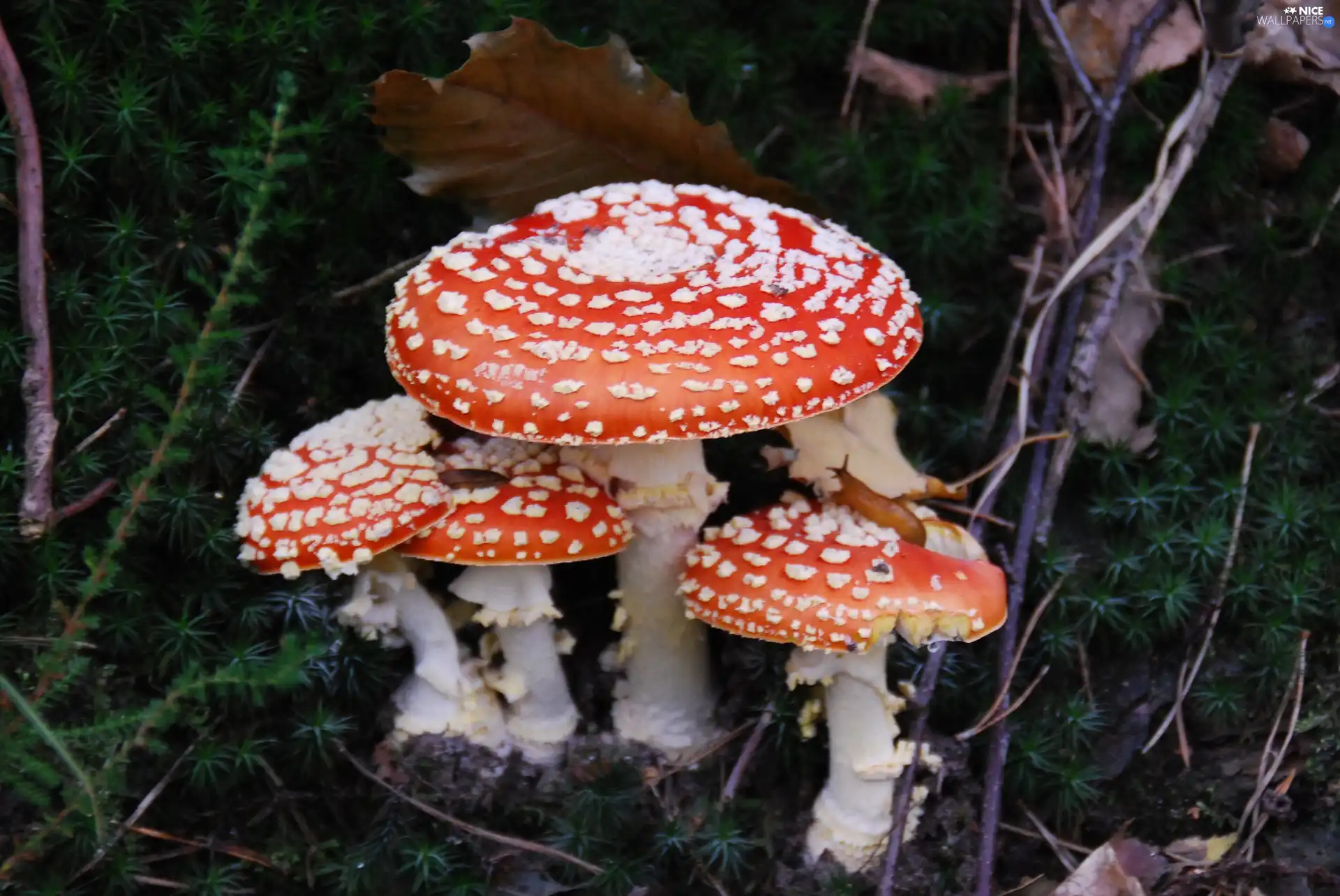 toadstools, snail