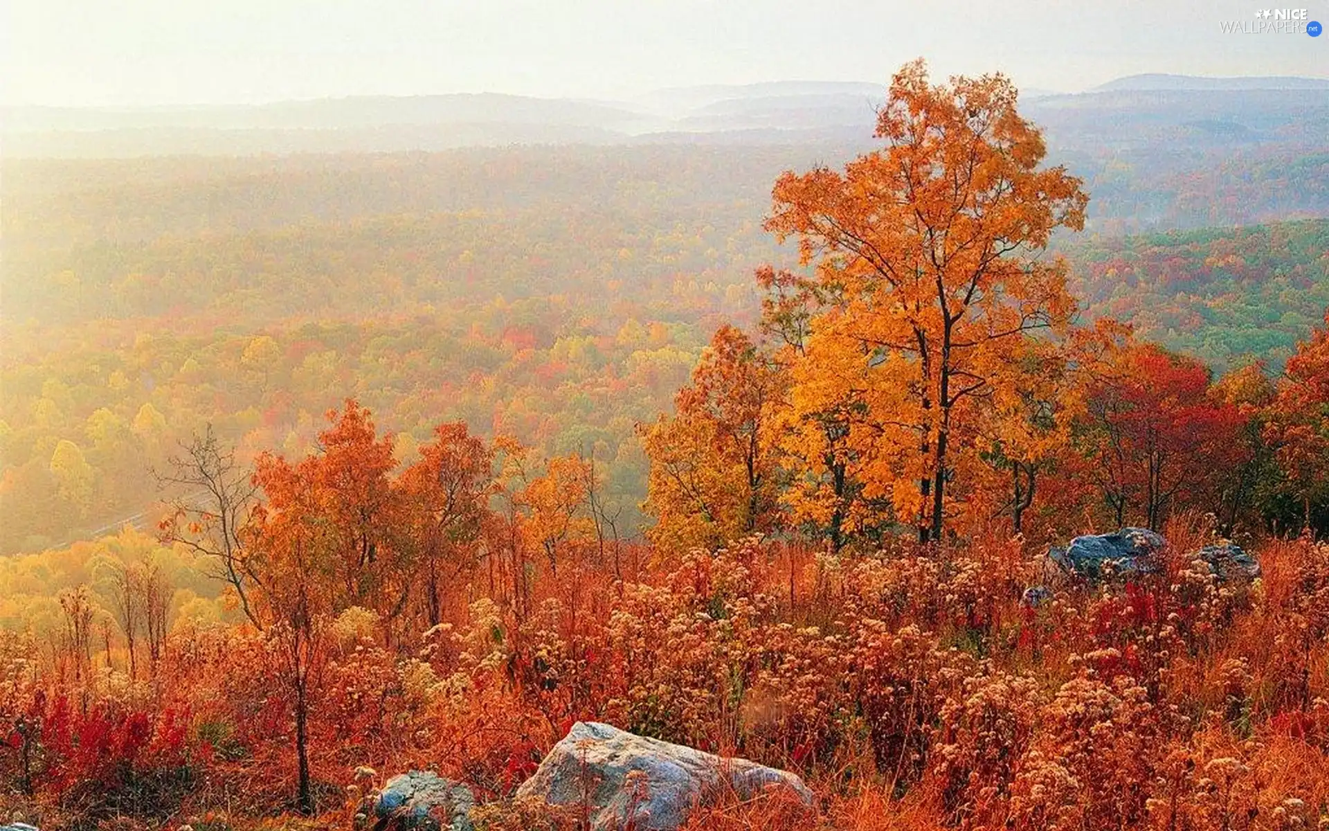 trees, woods, Stones, autumn, viewes, color