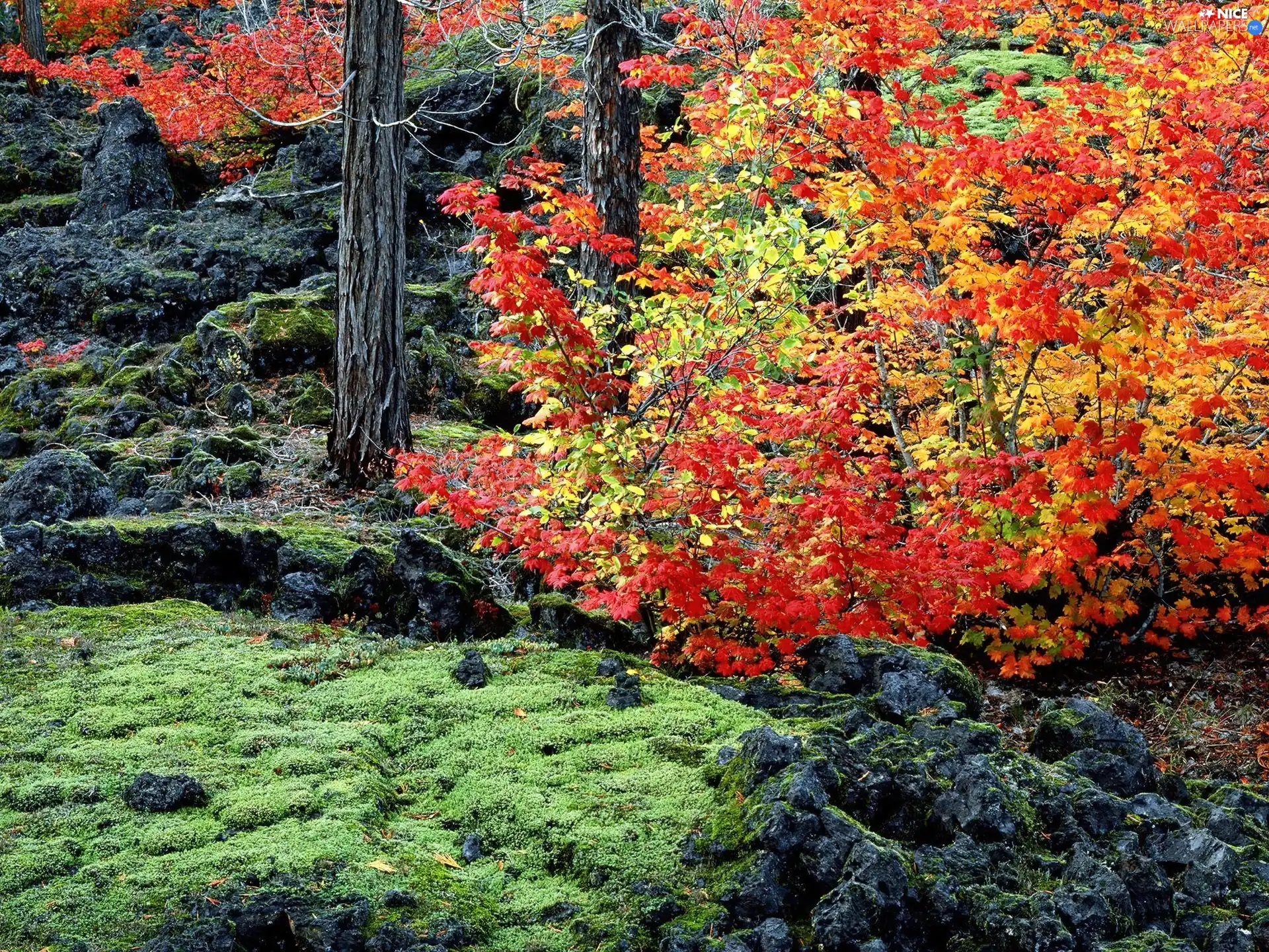 color, viewes, Stones rocks, trees