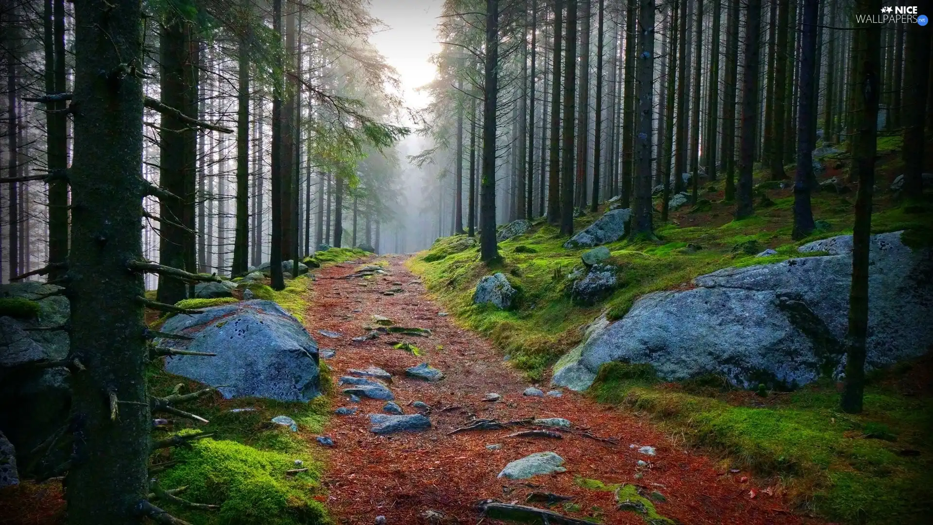 Stones Forest Path Nice Wallpapers 1920x1080