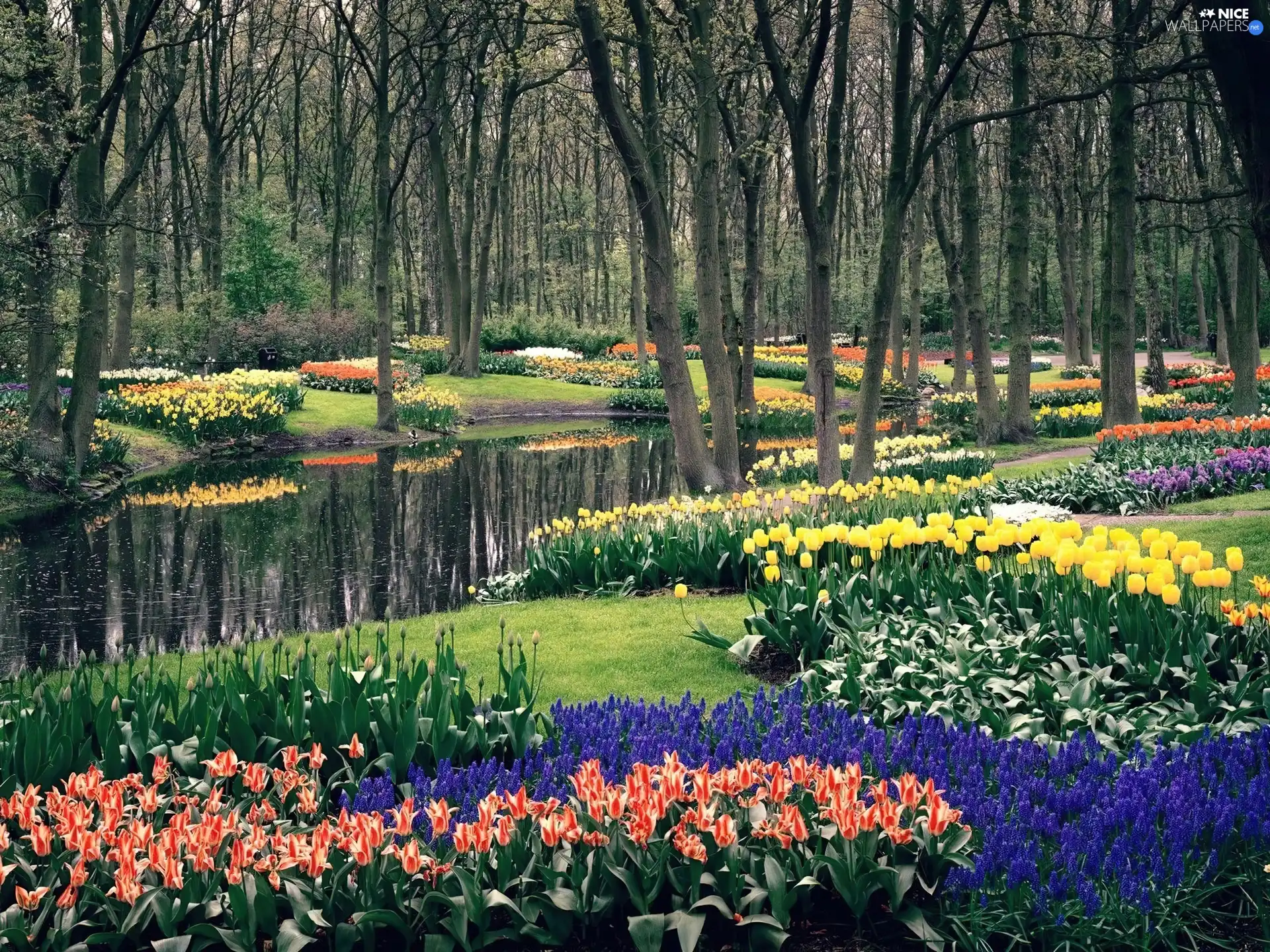 stream, Park, Flowers