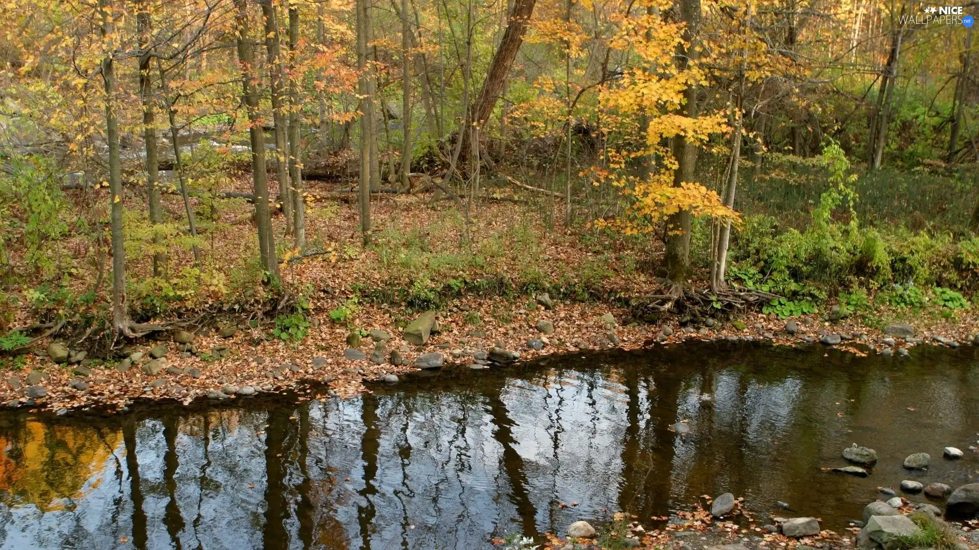 forest, trees, stream, reflection