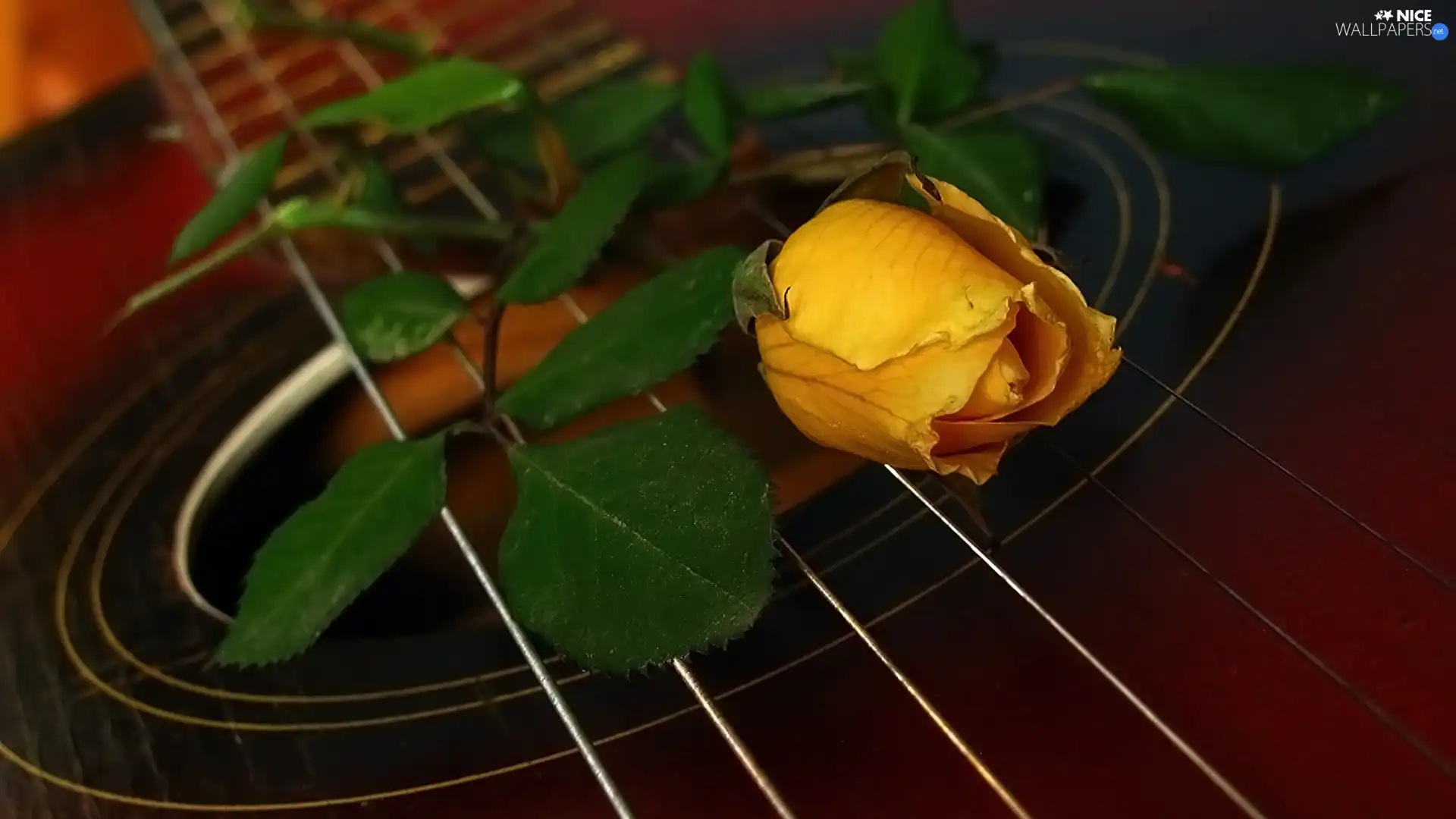 Strings, rose, Guitar