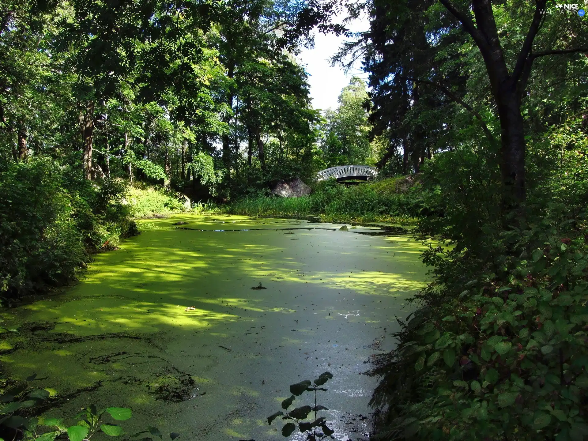 Park, bridges, summer, Pond - car