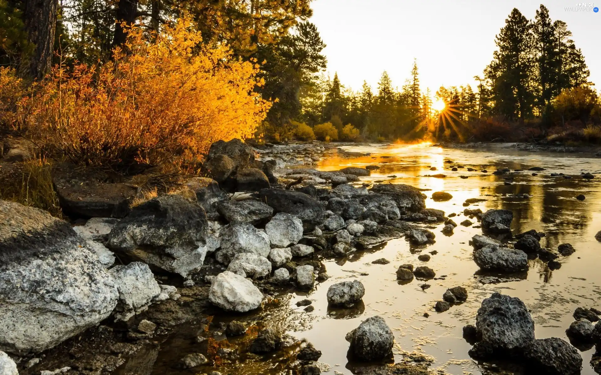 forest, River, sun, autumn, rays, Stones