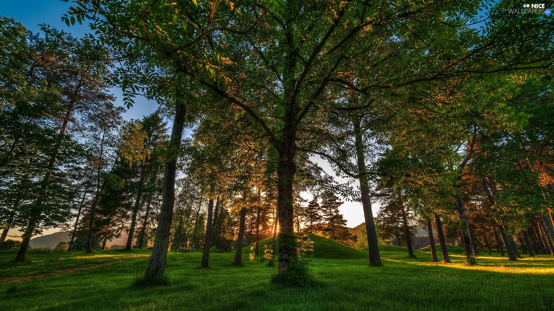 grass, viewes, sun, trees