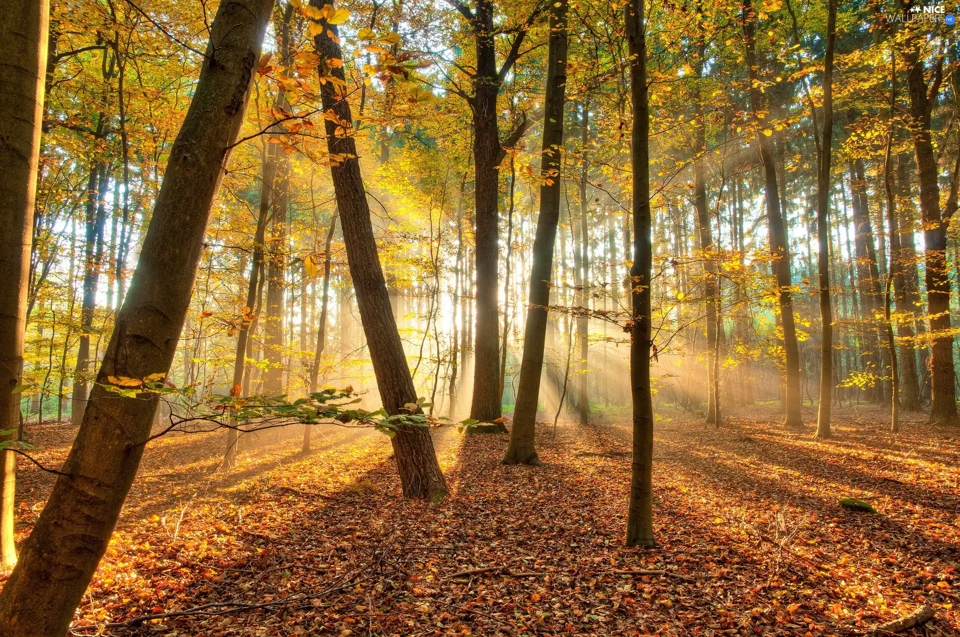 ligh, autumn, flash, Przebijające, forest, sun, luminosity