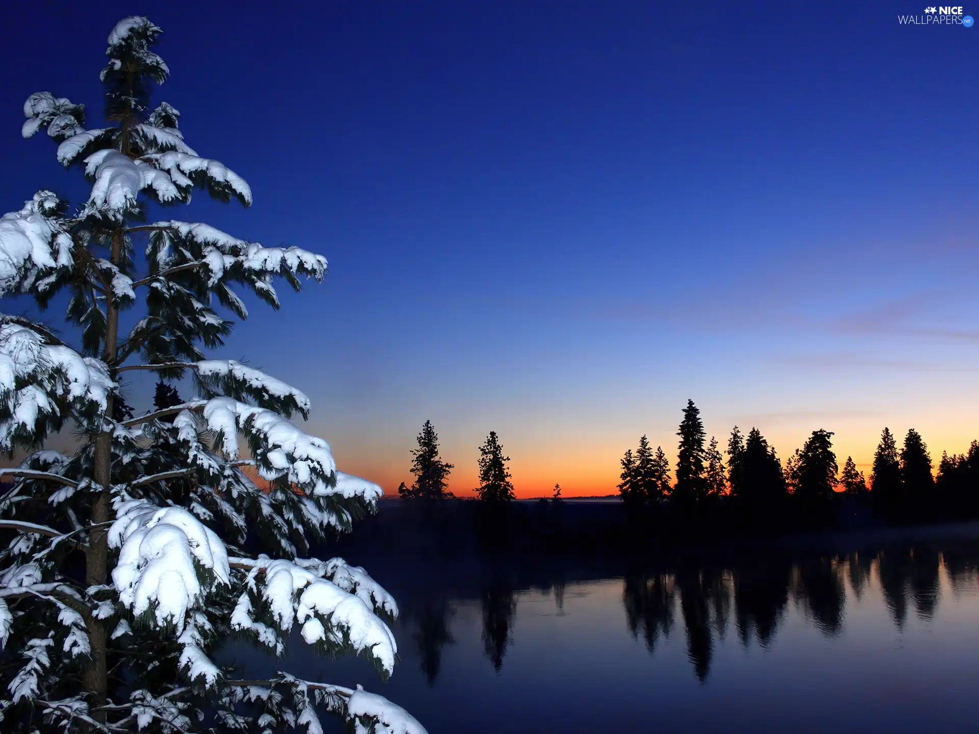 sun, spruce, River, west, winter