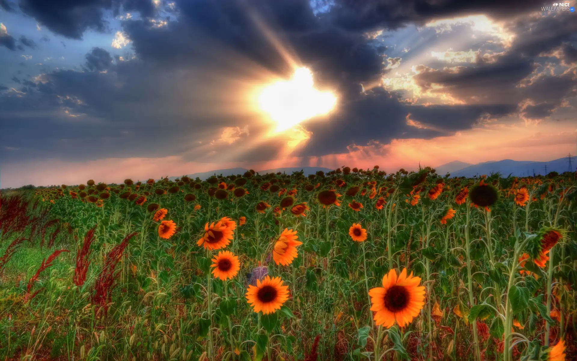 Field, Nice sunflowers