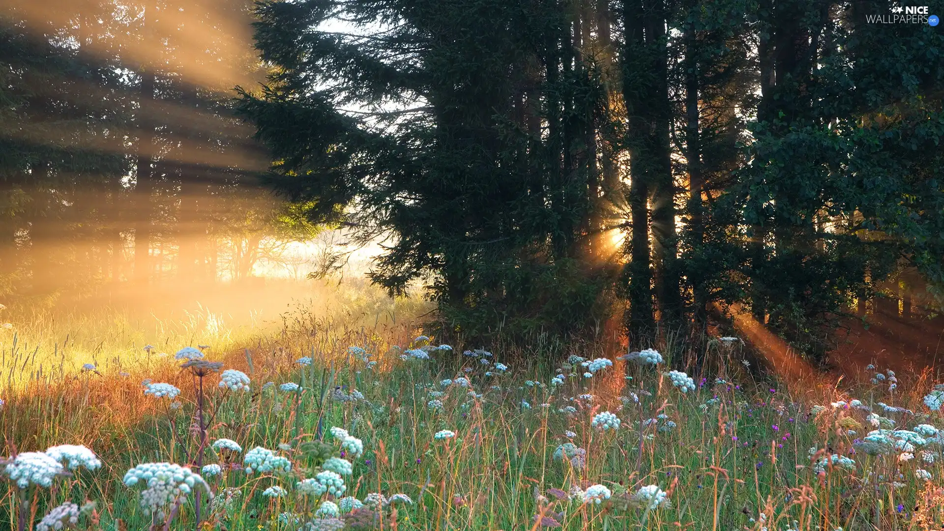 sunny, forest, rays