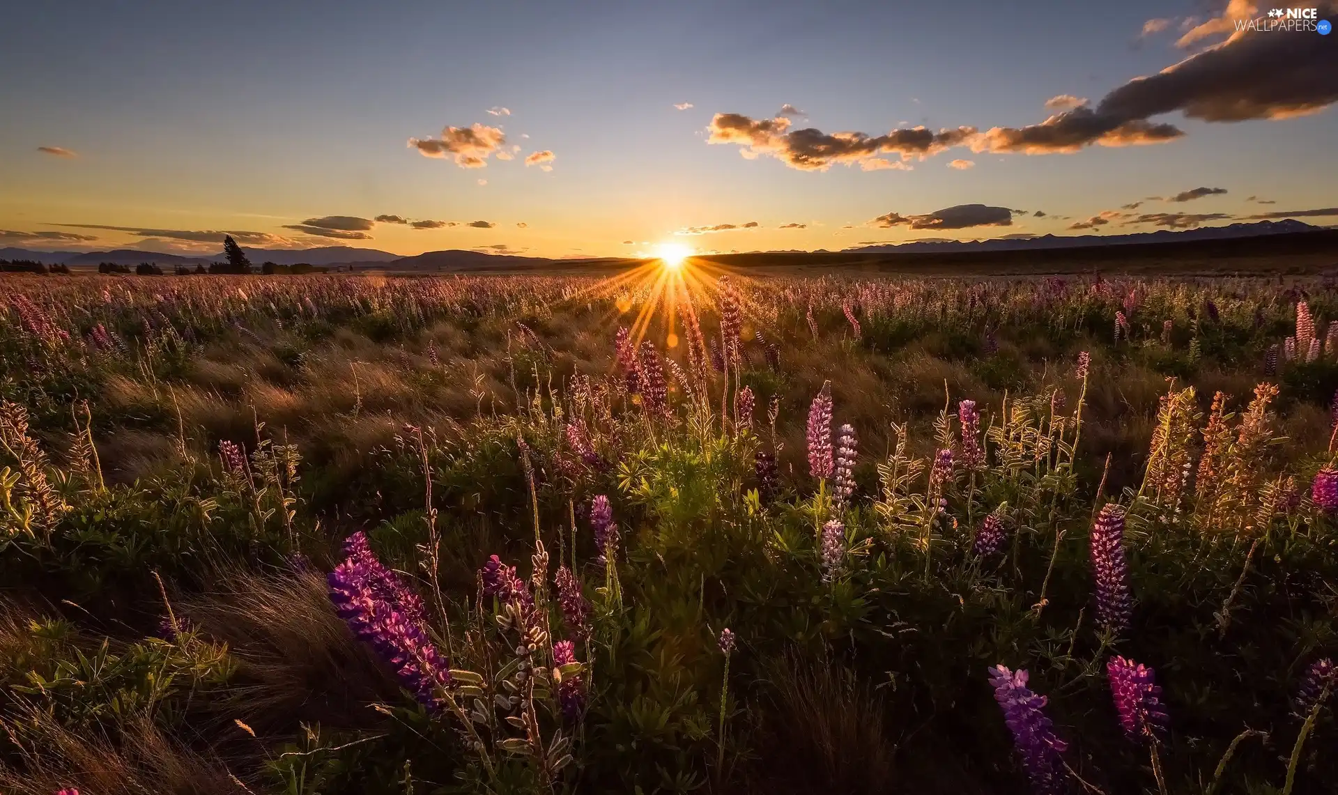 Sunrise, clouds, Flowers, lupine, Meadow