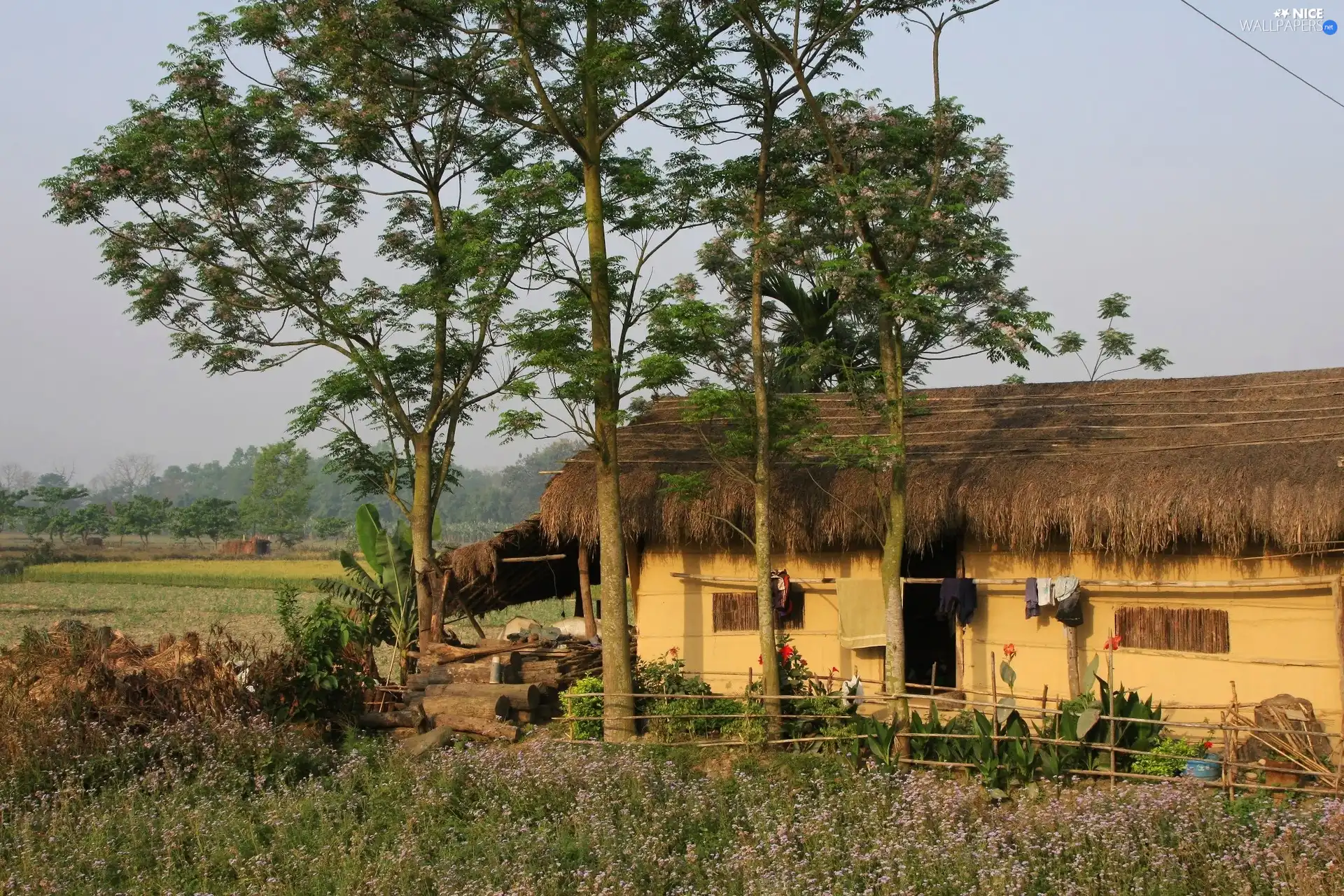 trees, cottage, thatch, viewes