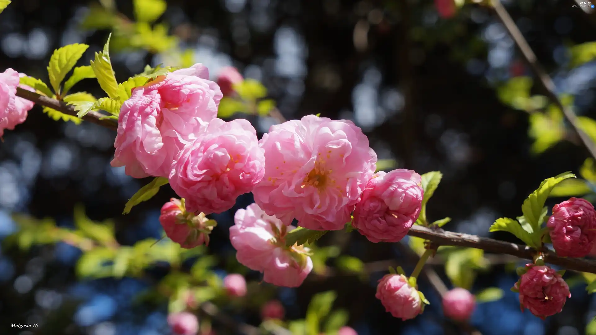 Pink, twig, tonsil, Flowers