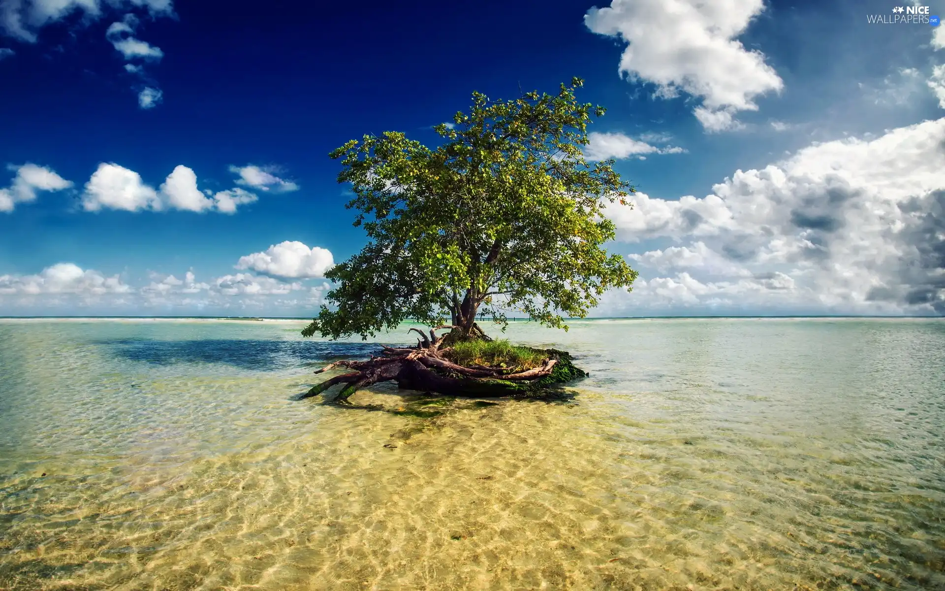 trees, clouds, sea