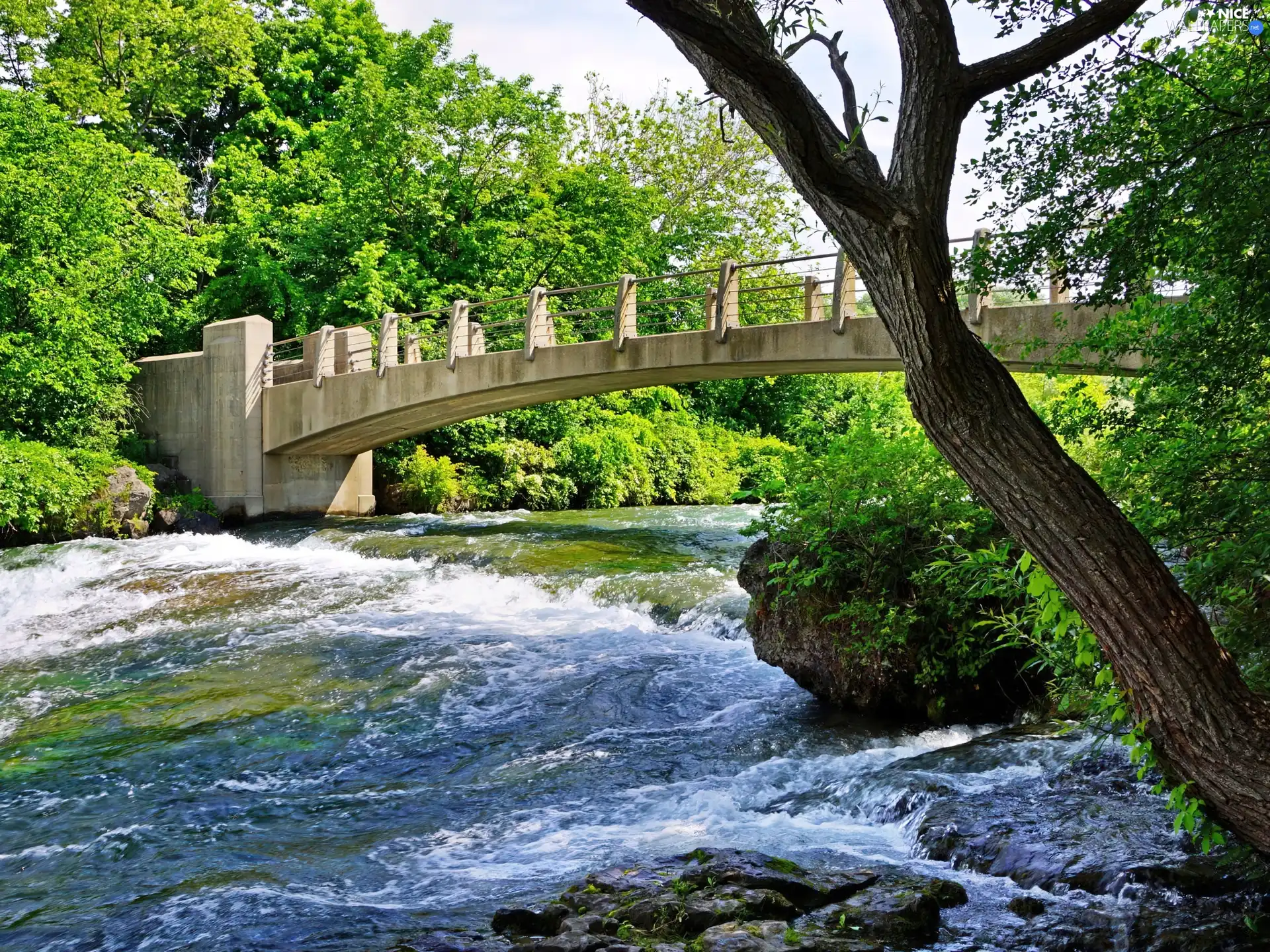 trees, viewes, tear, River, bridge